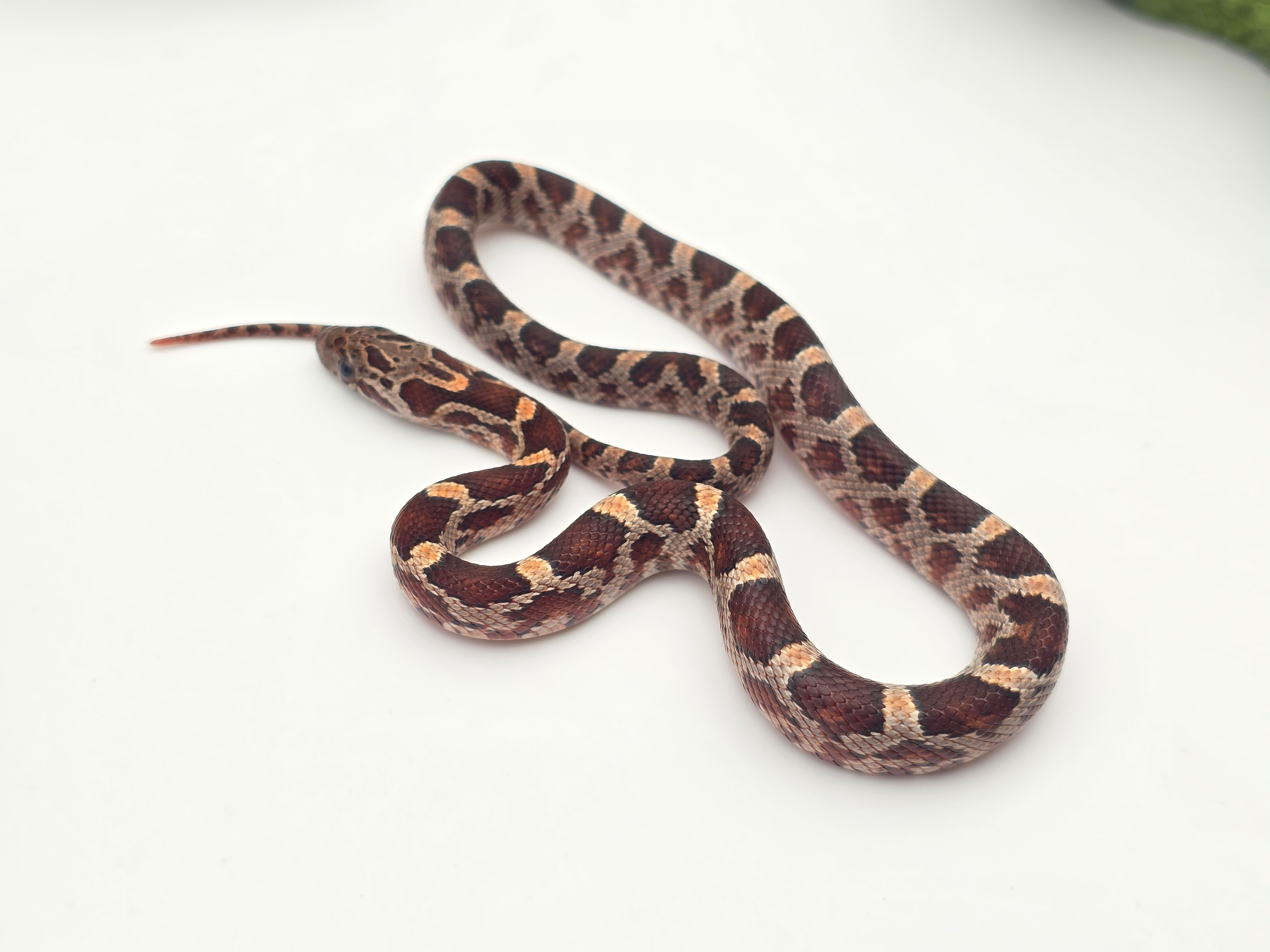 Pantherophis guttatus sp scaleless, jeune femelle nÃ©e en 2025 "Bloodred masque 100% het.anery 66% het.scaleless hypo, 50% het.lavender" Nom : BENA