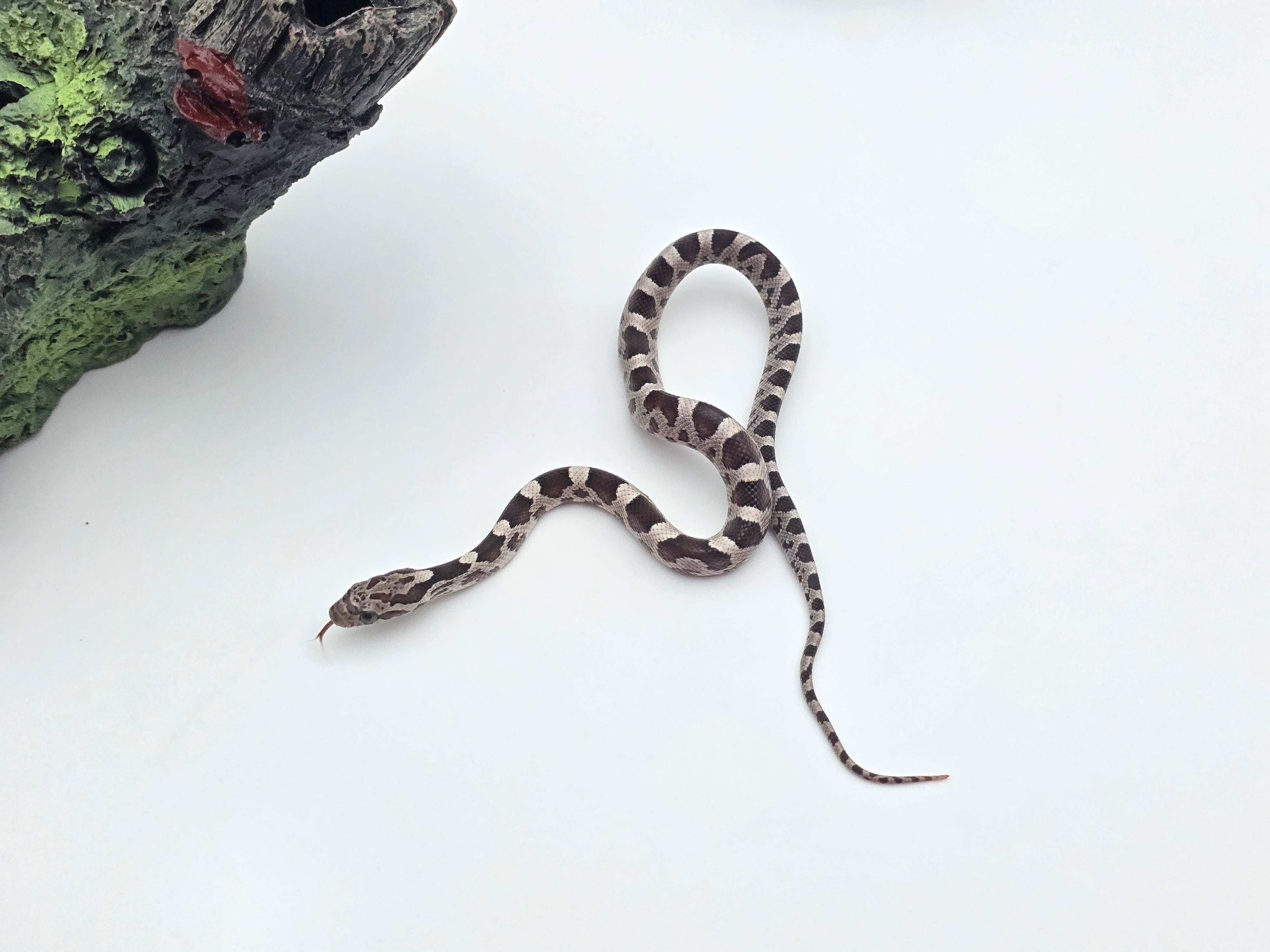 Pantherophis guttatus sp scaleless, jeune femelle nÃ©e en 2025 "Anery 66% het.scaleless blood hypo 33% het.lavender" Nom : ANORMA