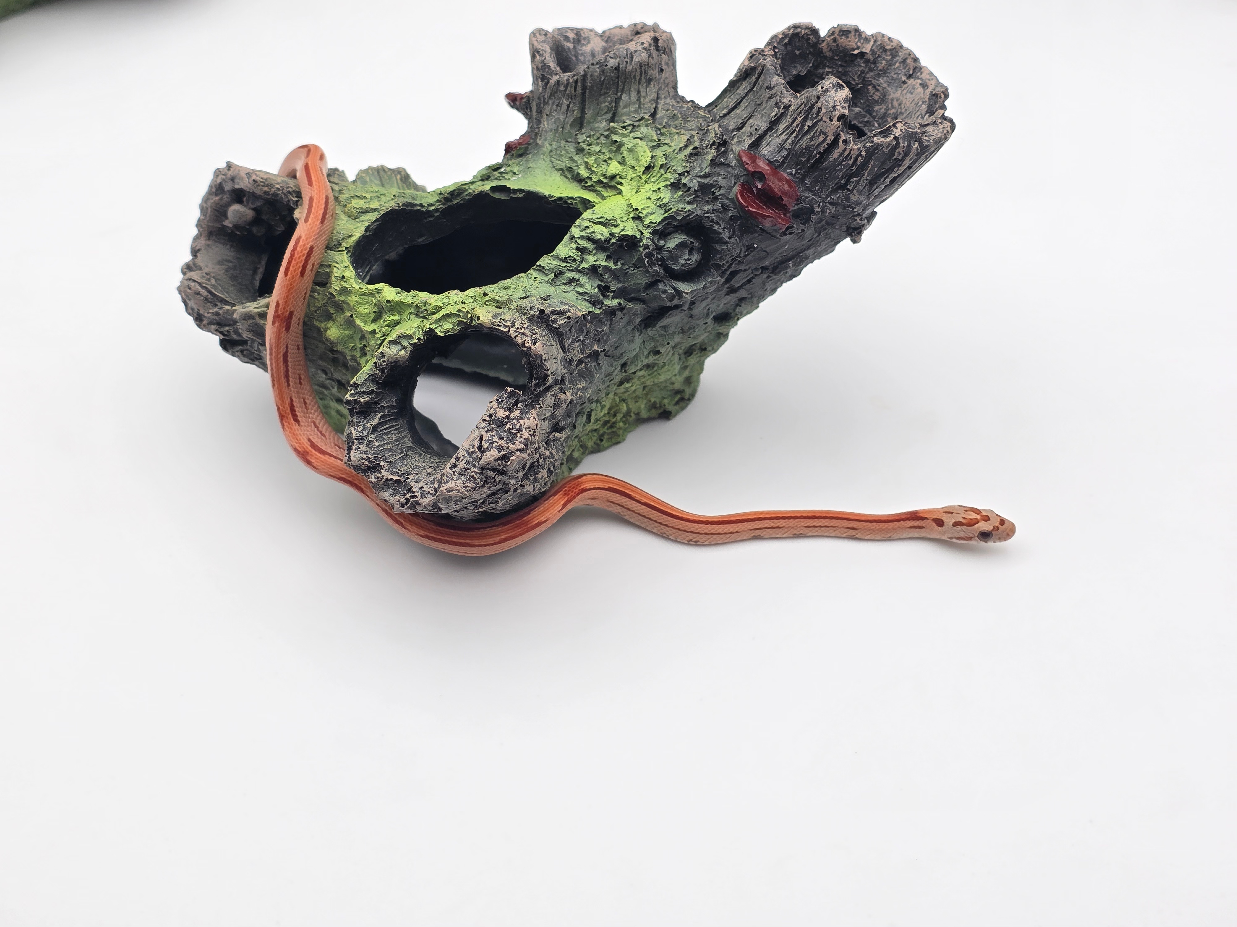 Pantherophis guttatus, jeune mÃ¢le nÃ© en 2025, "Hypo sunkissed stripe 66% het.anery 50% het.albinos caramel" Nom : FOLIONO