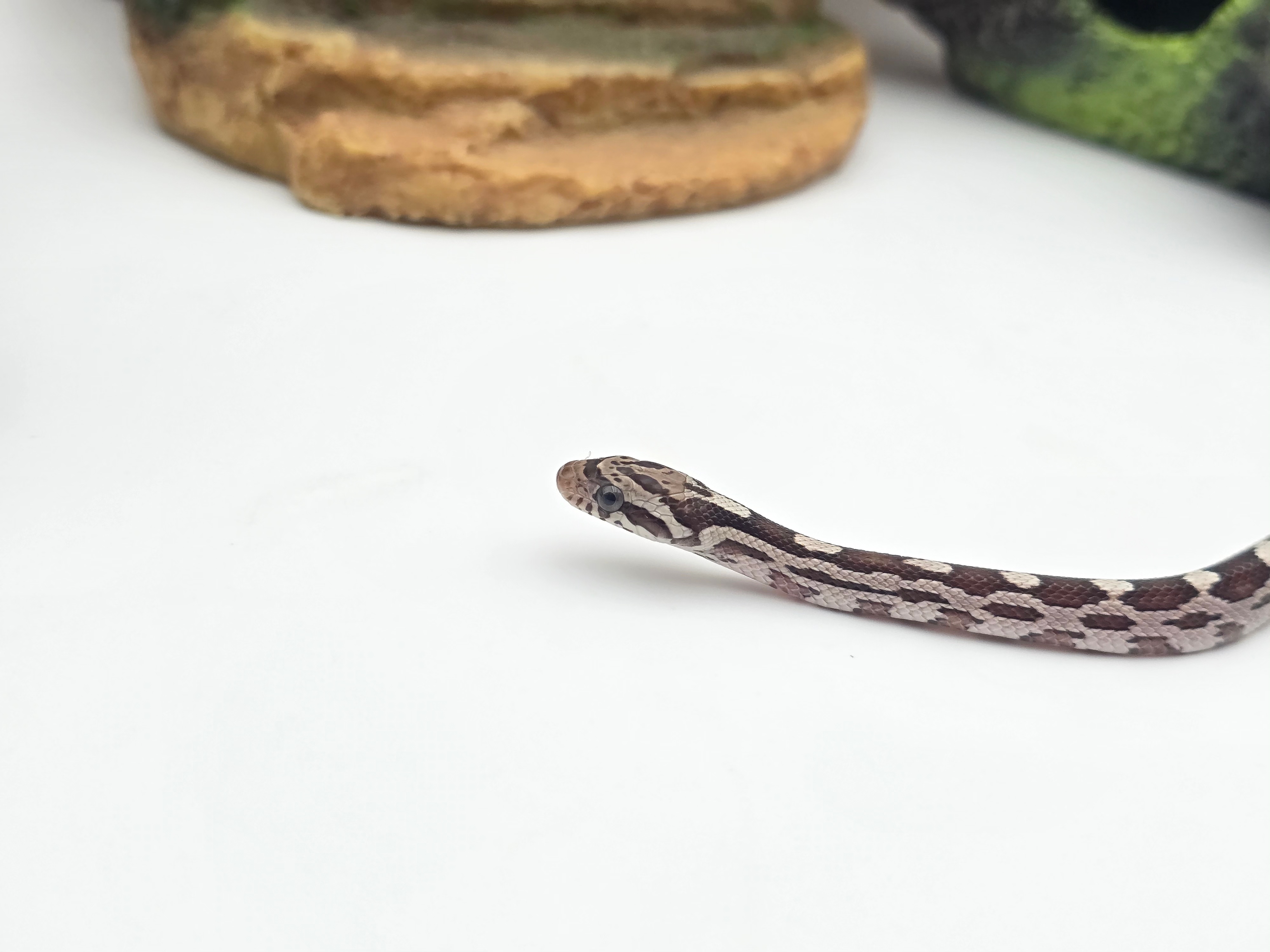 Pantherophis guttatus sp scaleless, jeune femelle nÃ©e en 2025 "Anery masque 100% het.hypo 66% het.blood, 50% het.scaleless lavender, 33% het.albinos" Nom : CASSA