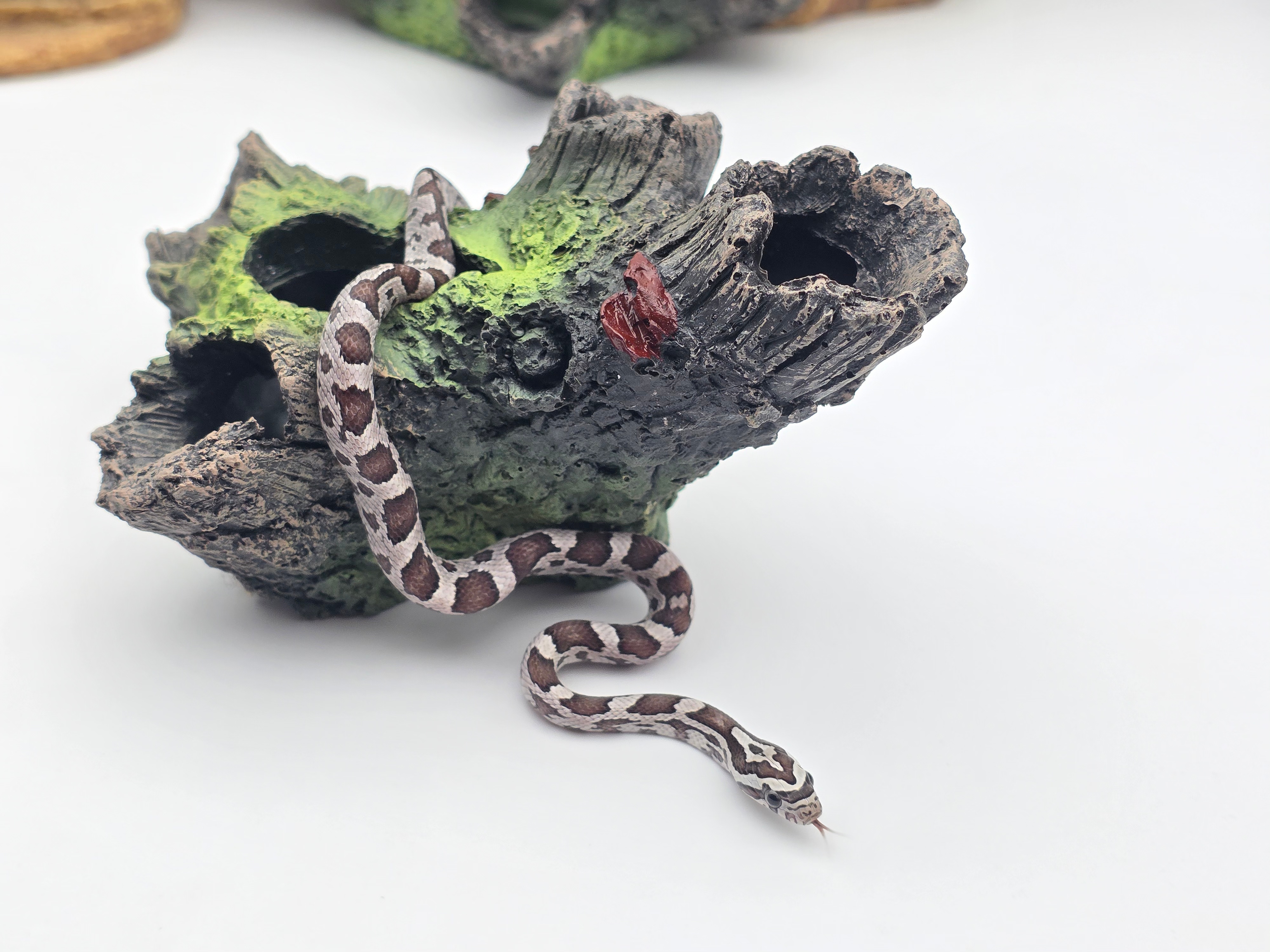 Pantherophis guttatus sp scaleless, jeune femelle nÃ©e en 2025 "Anery 100% het.hypo 66% het.blood, 50% het.scaleless lavender, 33% het.albinos" Nom : ARTA