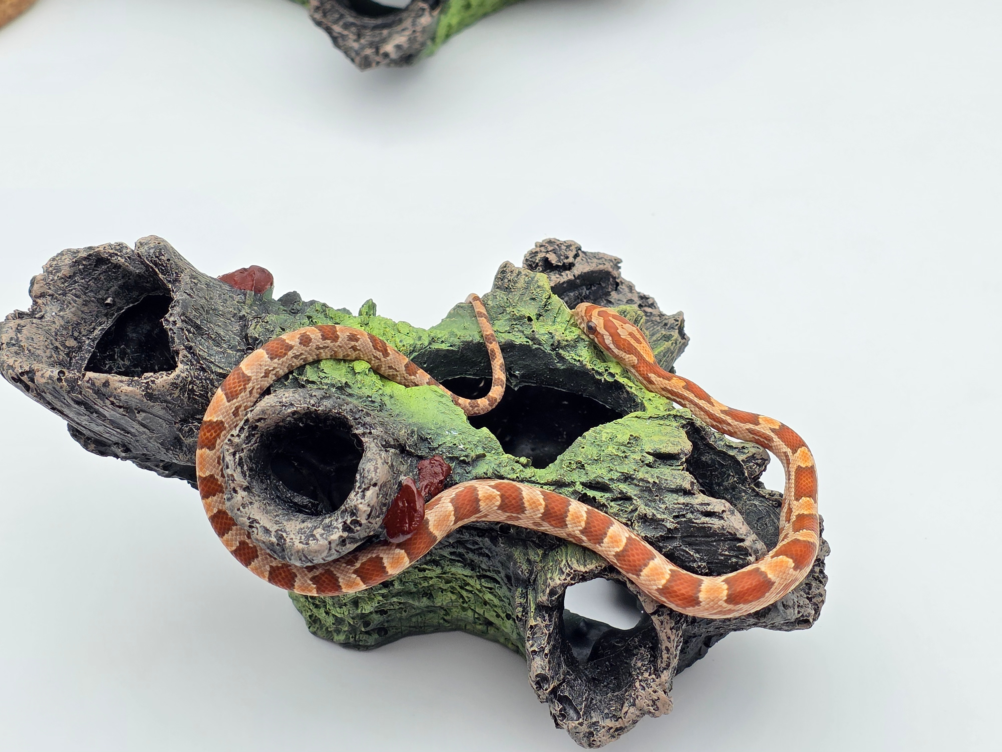 Pantherophis guttatus, jeune mÃ¢le nÃ© en 2025, "Hypo 66% het.anery sunkissed stripe 50% het.albinos caramel" Nom : SKONO