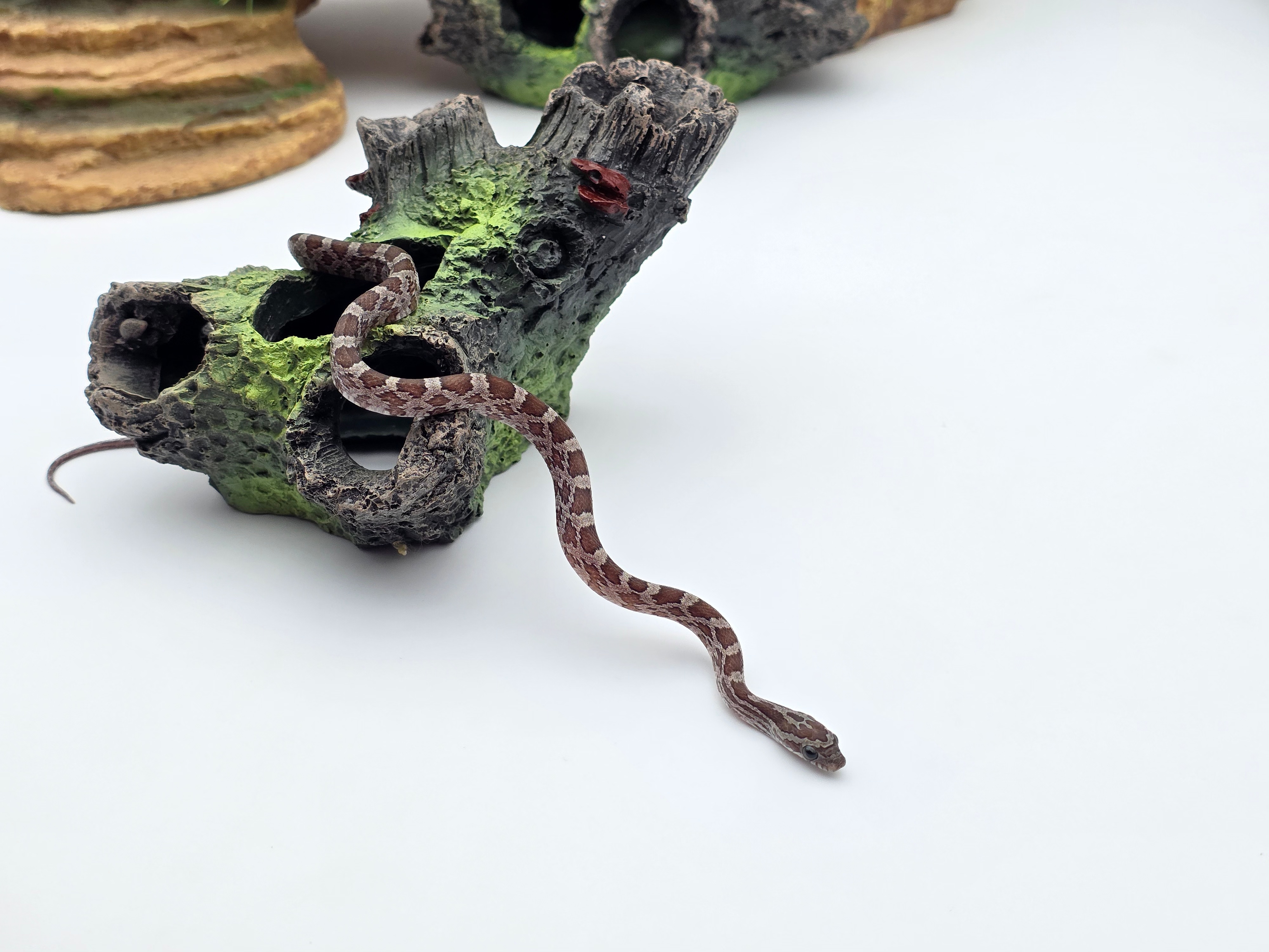 Pantherophis guttatus, jeune femelle nÃ©e en 2025, "Cinder 66% het.albinos 50% caramel motley" Nom : IRFA