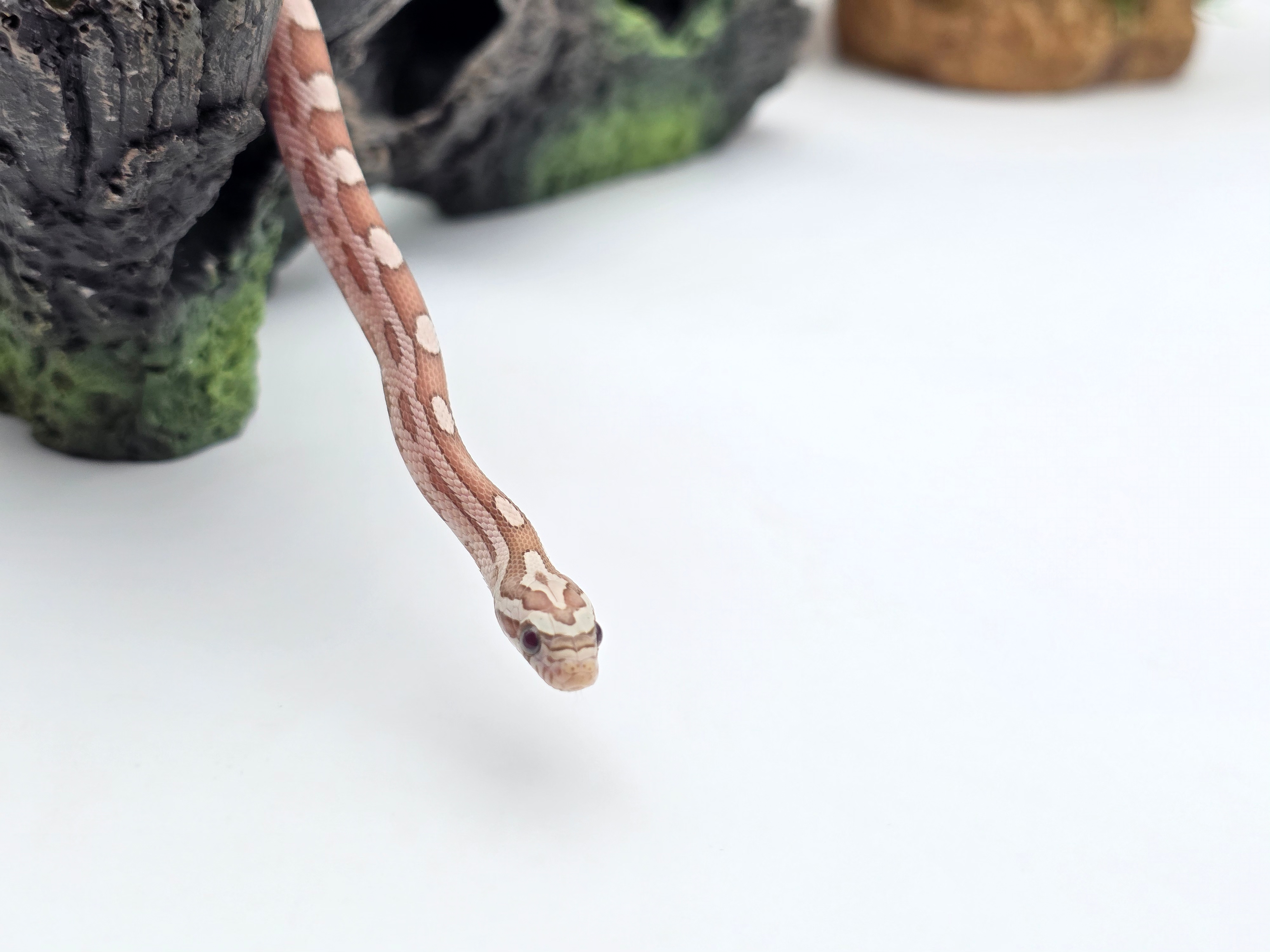 Pantherophis guttatus sp scaleless, jeune mÃ¢le nÃ© en 2025 "Ghost 66% het.blood, 50% het.scaleless lavender, 33% het.albinos" Nom : ARISTO