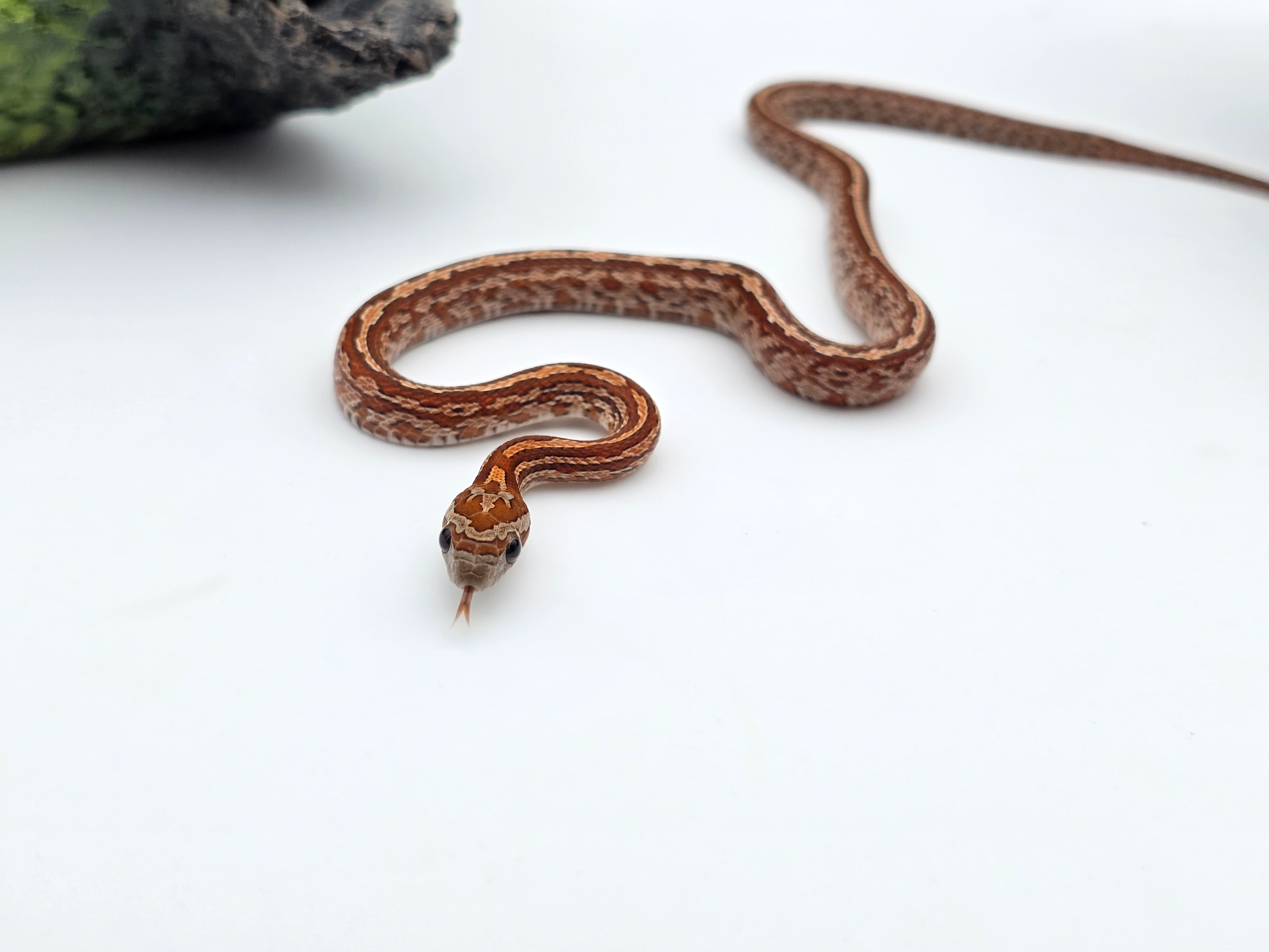 Pantherophis guttatus, jeune mÃ¢le nÃ© en 2025, "Tessera 66% het.albinos cinder 50% caramel motley" Nom : ARFO