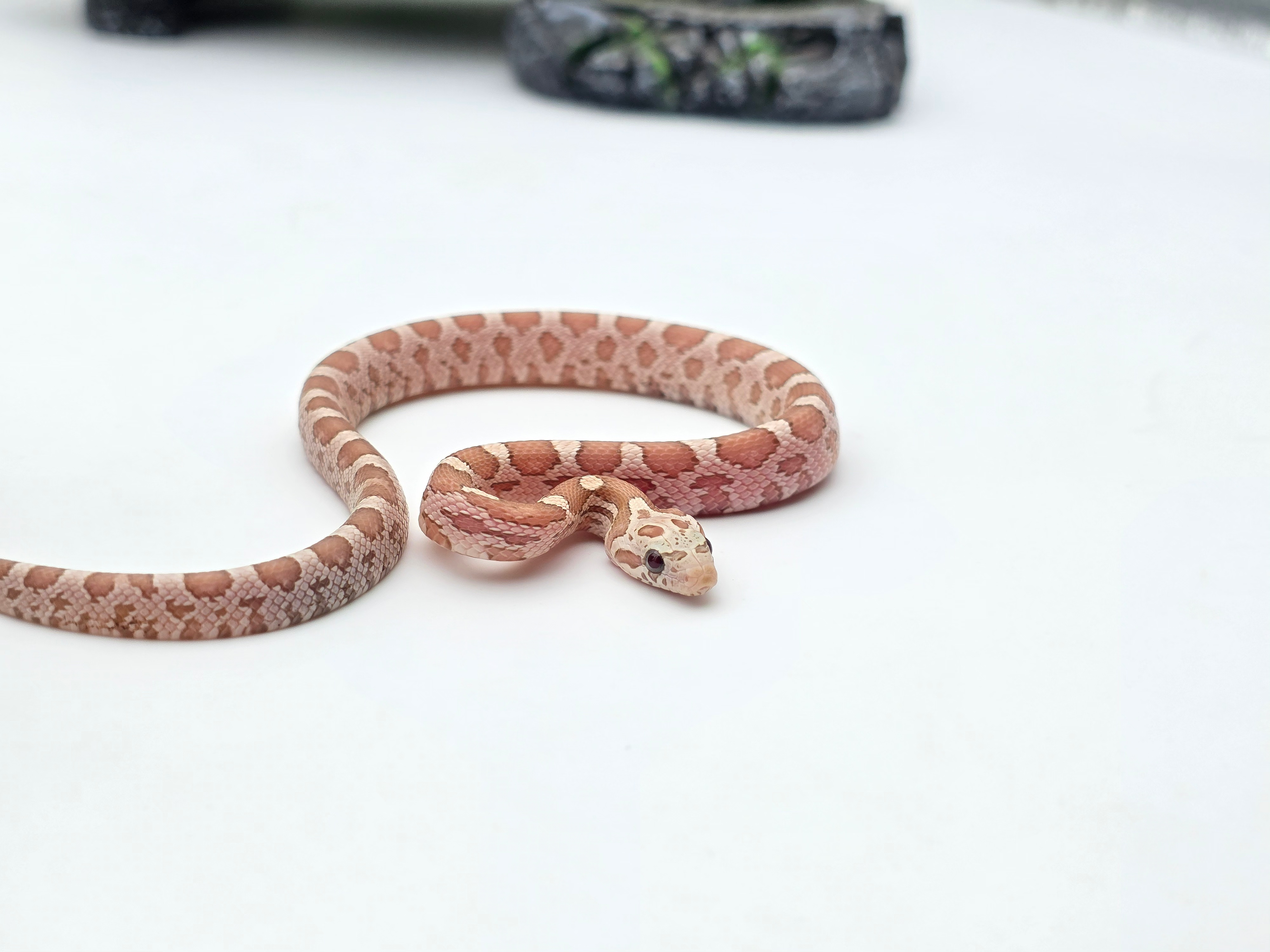 Pantherophis guttatus sp scaleless, jeune mÃ¢le nÃ© en 2025 "Ghost masque 66% het.blood, 50% het.scaleless lavender, 33% het.albinos" Nom : TORIDO