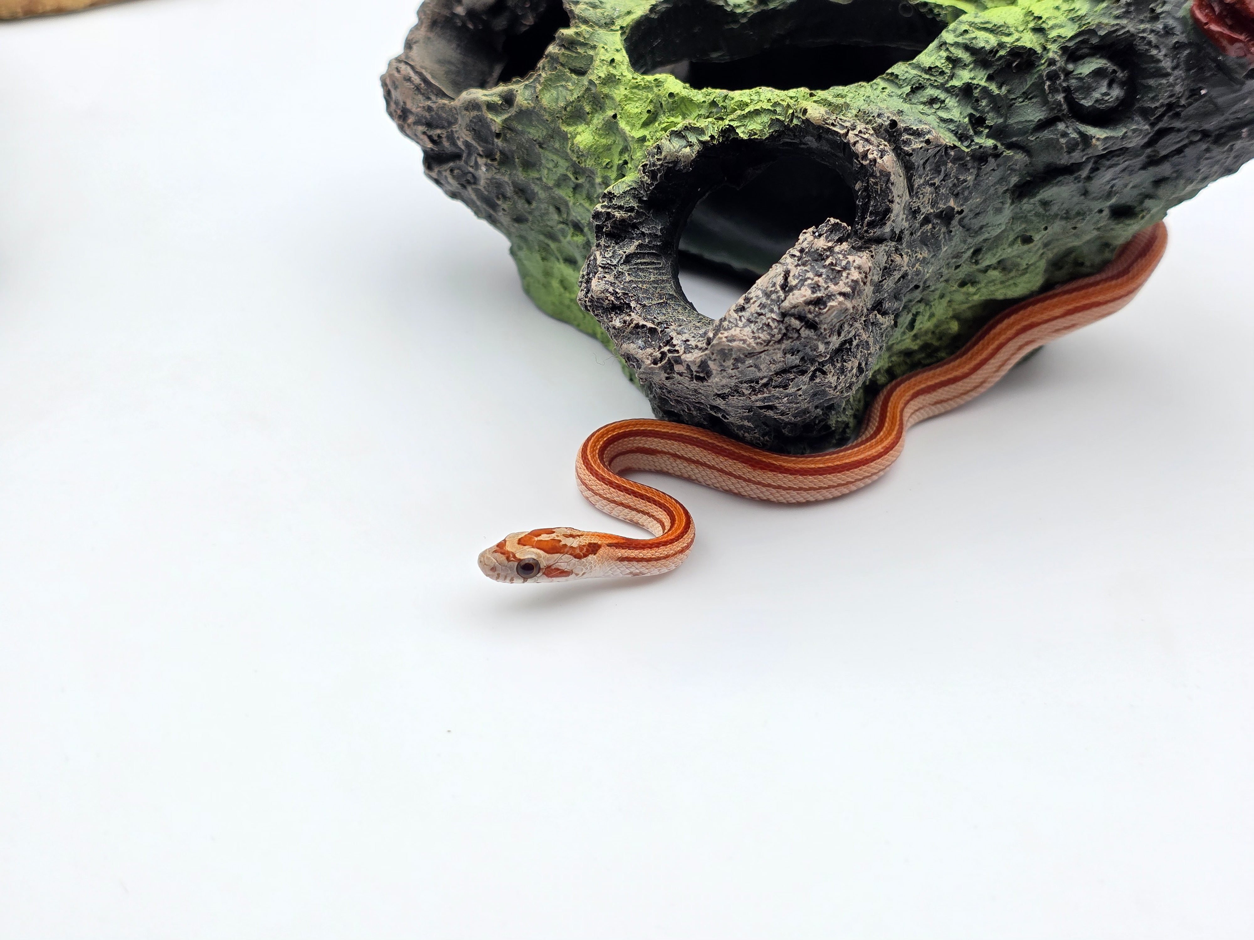 Pantherophis guttatus, jeune femelle nÃ©e en 2025, "Hypo stripe 66% het.anery sunkissed 50% het.albinos caramel" Nom : ORDANA