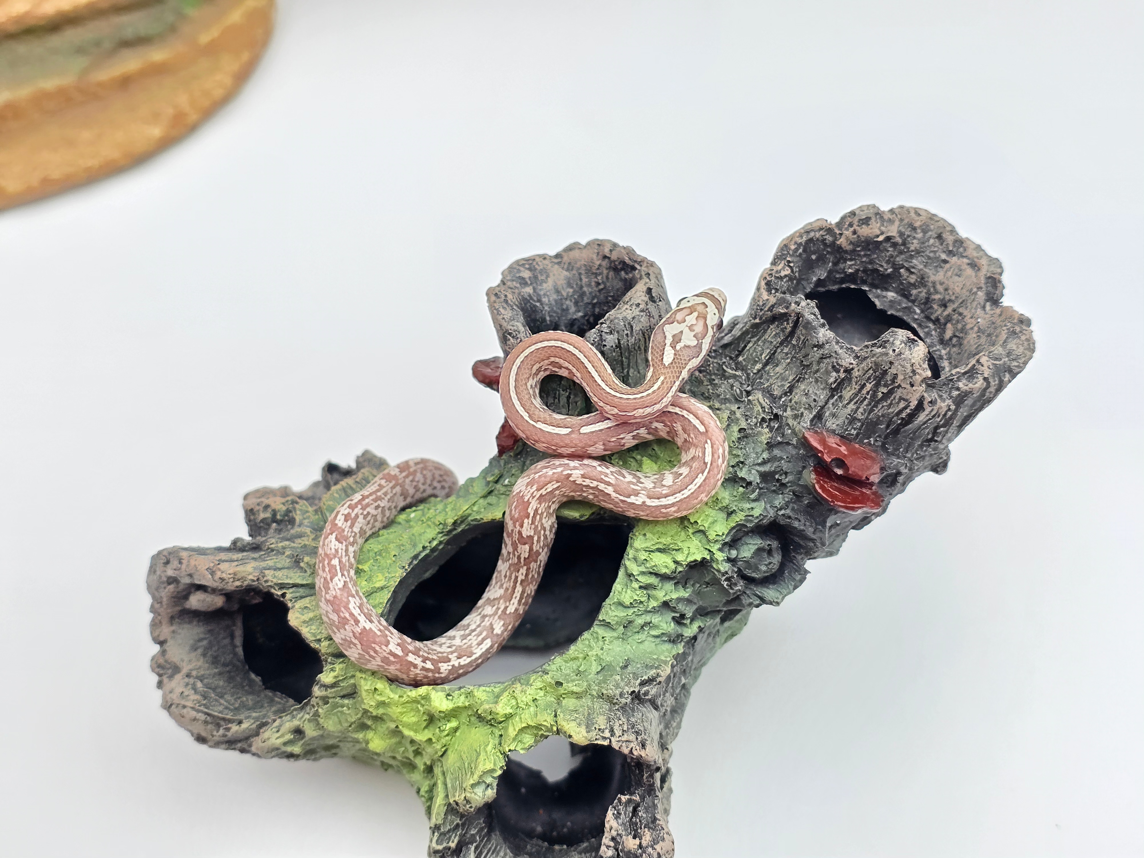 Pantherophis guttatus sp scaleless, jeune femelle née en 2025 "Tessera ghost 66% het.blood, 50% het.scaleless lavender, 33% het.albinos" Nom : CISSA