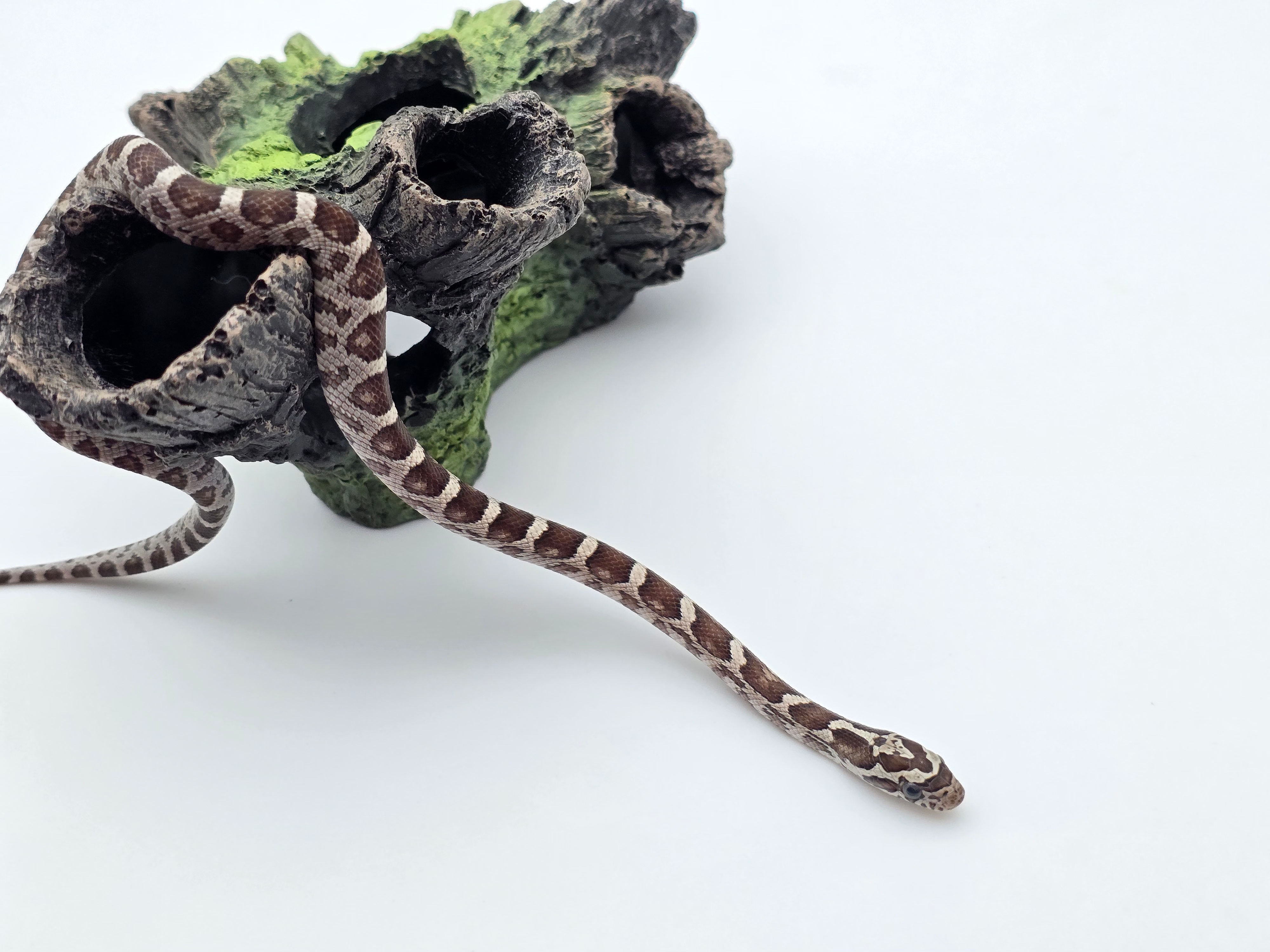 Pantherophis guttatus sp scaleless, jeune femelle nÃ©e en 2025 "Anery 100% het.hypo 66% het.blood, 50% het.scaleless lavender, 33% het.albinos" Nom : ASTIPLA