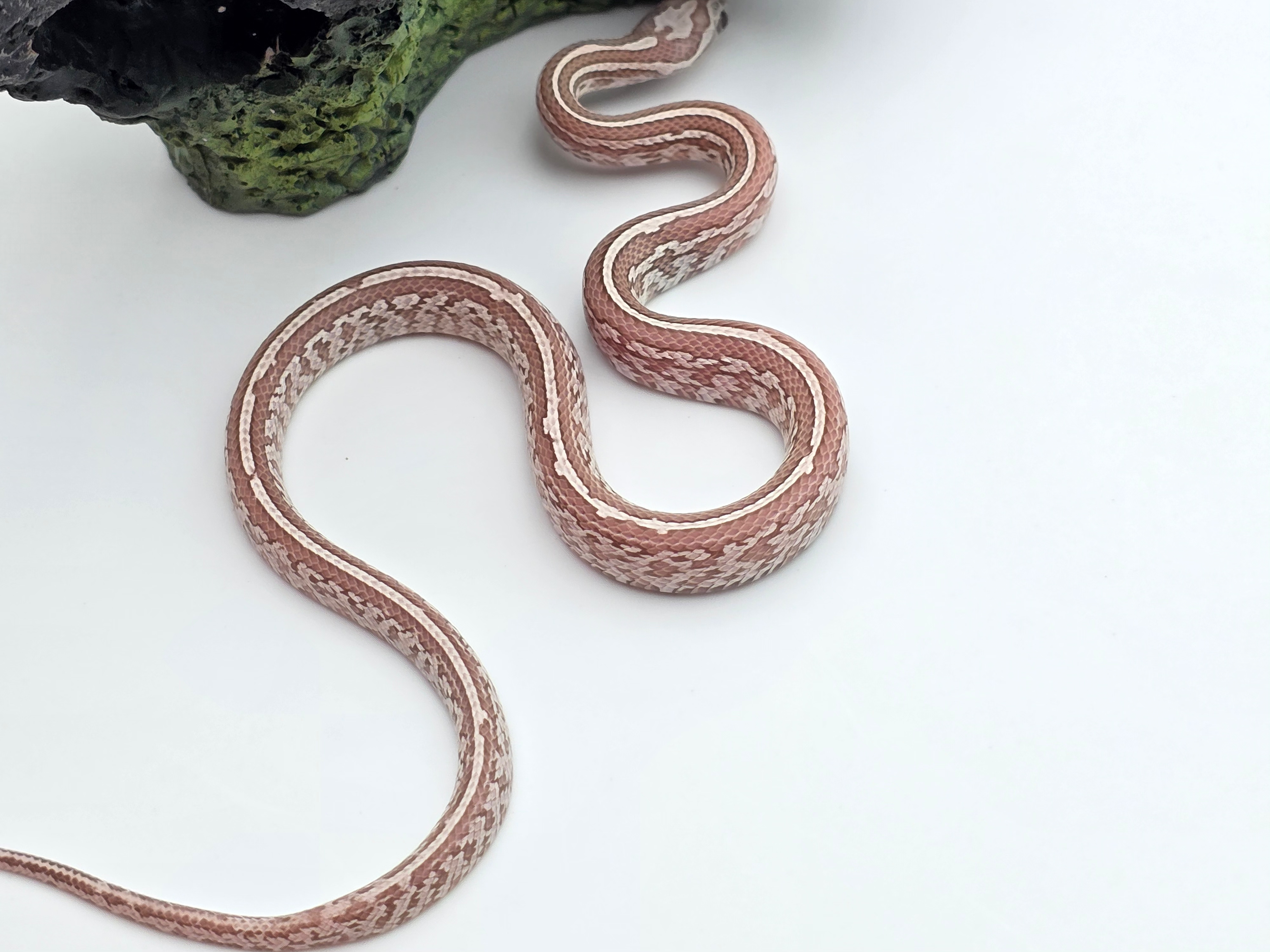 Pantherophis guttatus sp scaleless, jeune mÃ¢le nÃ© en 2025 "Tessera ghost 66% het.blood, 50% het.scaleless lavender, 33% het.albinos" Nom : GESTO