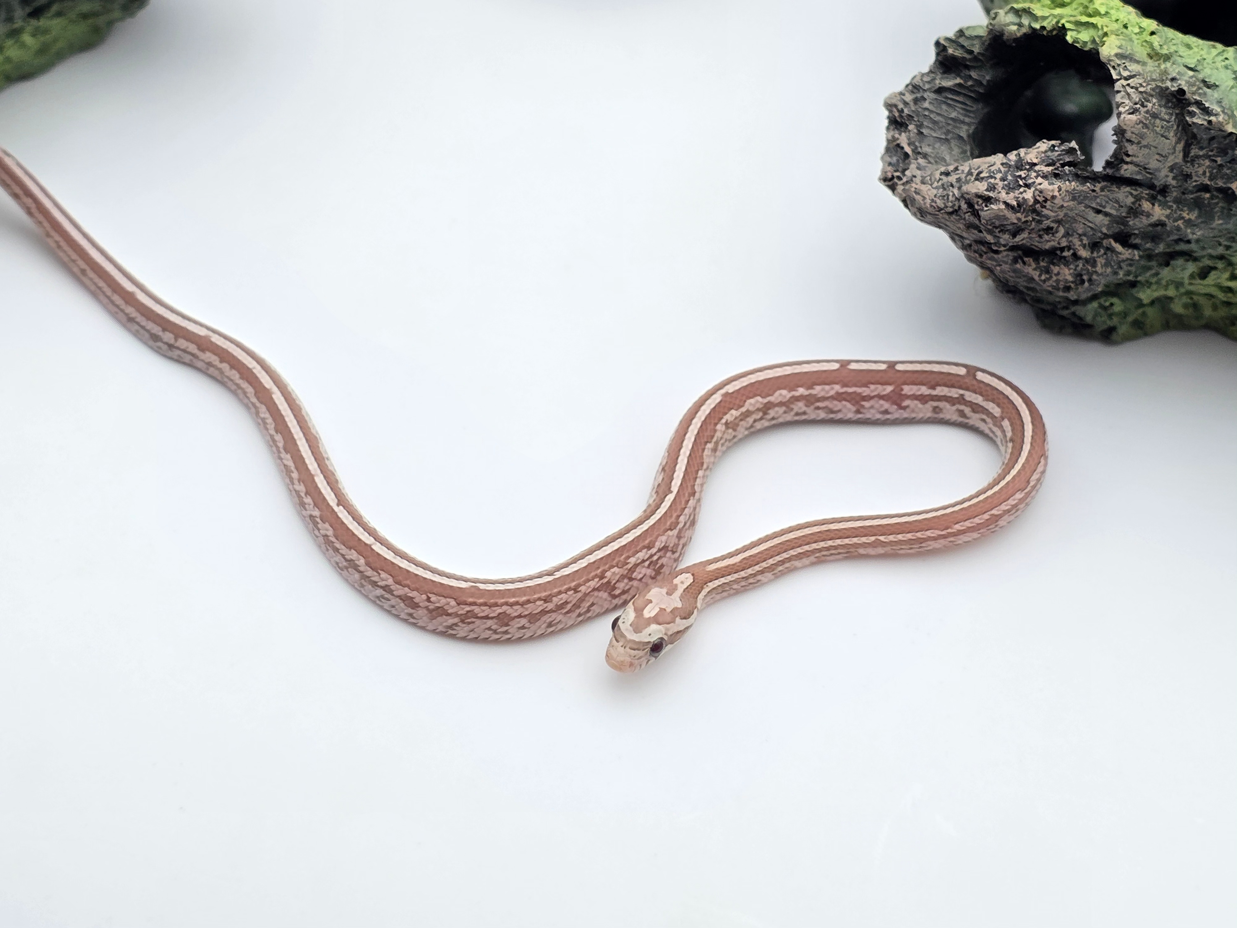 Pantherophis guttatus sp scaleless, jeune mÃ¢le nÃ© en 2025 "Tessera ghost blood 50% het.scaleless lavender, 33% het.albinos" Nom : DIRTIO