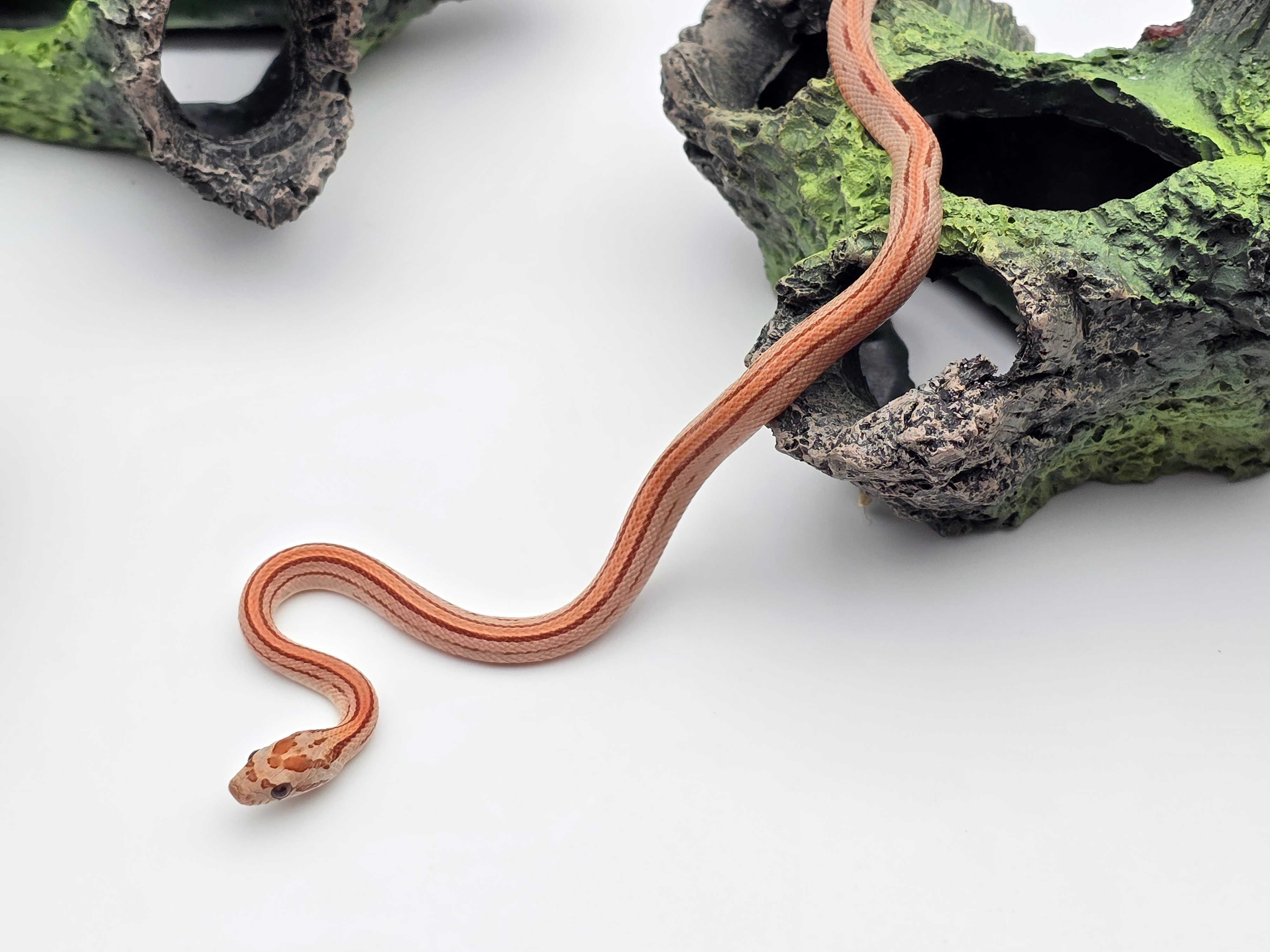 Pantherophis guttatus, jeune mÃ¢le nÃ© en 2025, "Hypo stripe 66% het.anery sunkissed 50% het.albinos caramel" Nom : ESKRO