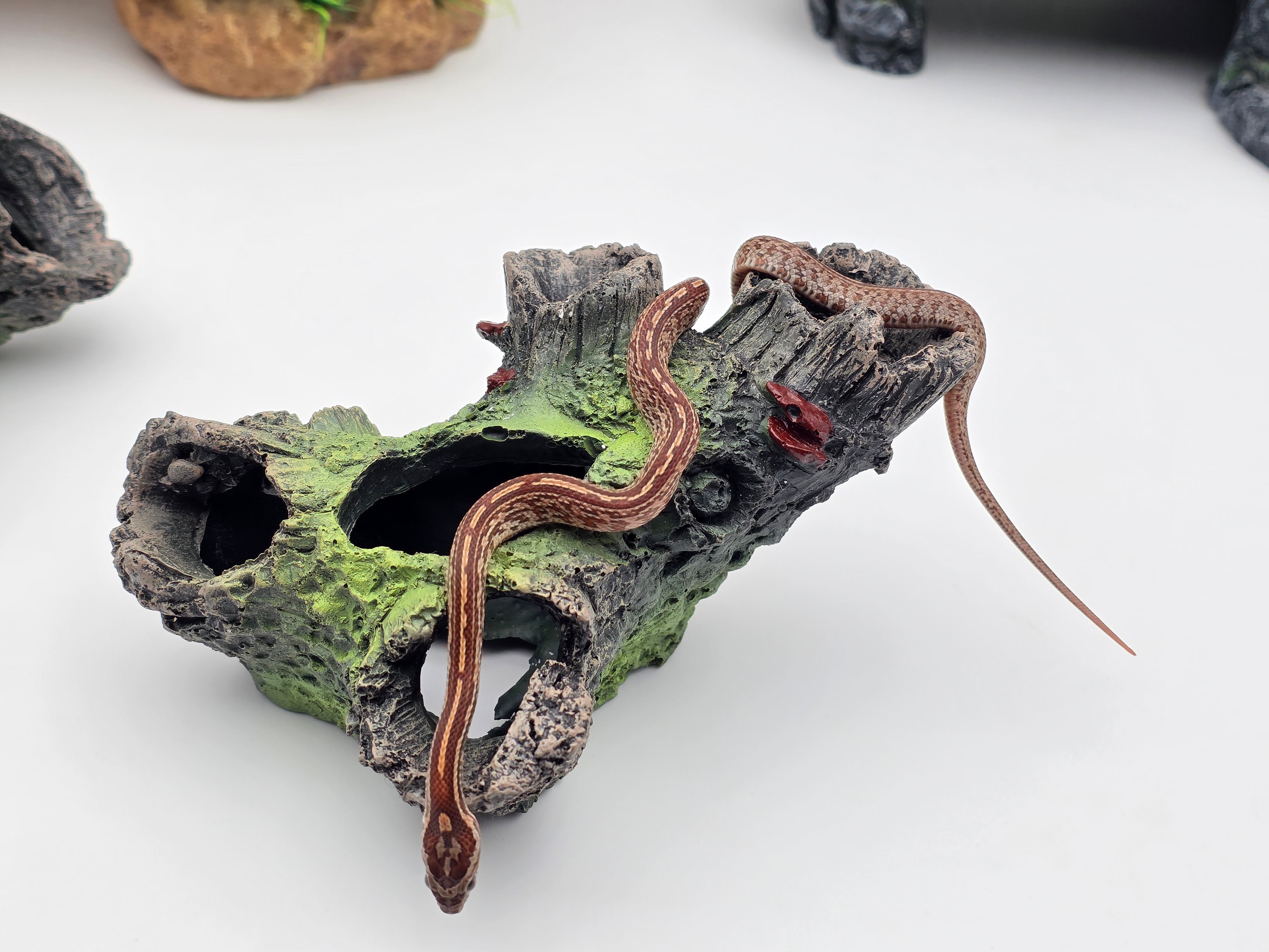 Pantherophis guttatus, jeune mÃ¢le nÃ© en 2025, "Tessera 66% het.palmetto albinos caramel 50% lavender motley stripe" Nom : TESMOCO