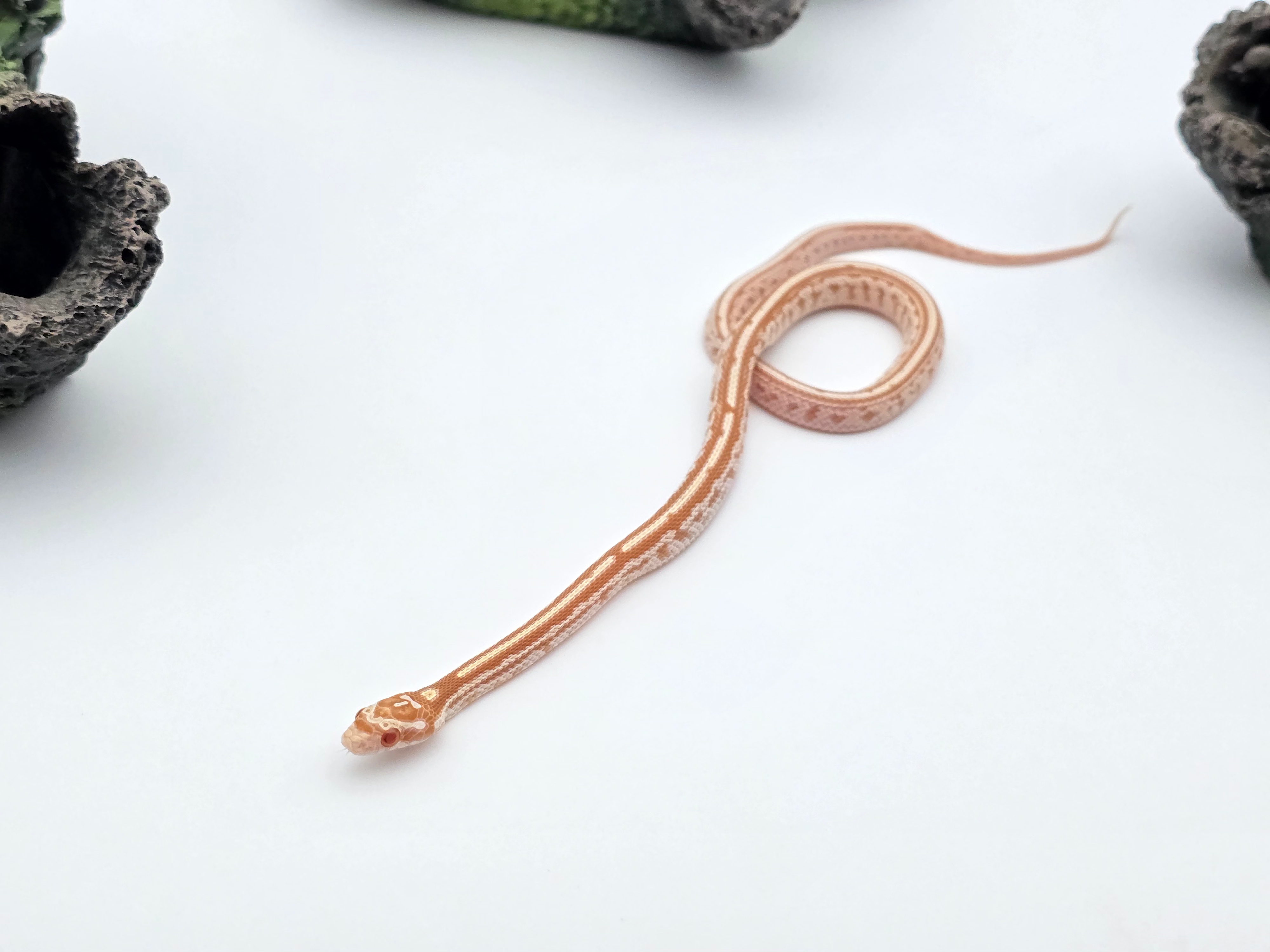 Pantherophis guttatus, jeune femelle nÃ©e en 2025, "Tessera butter 66% het.palmetto 50% lavender motley stripe" Nom : BUTOMA