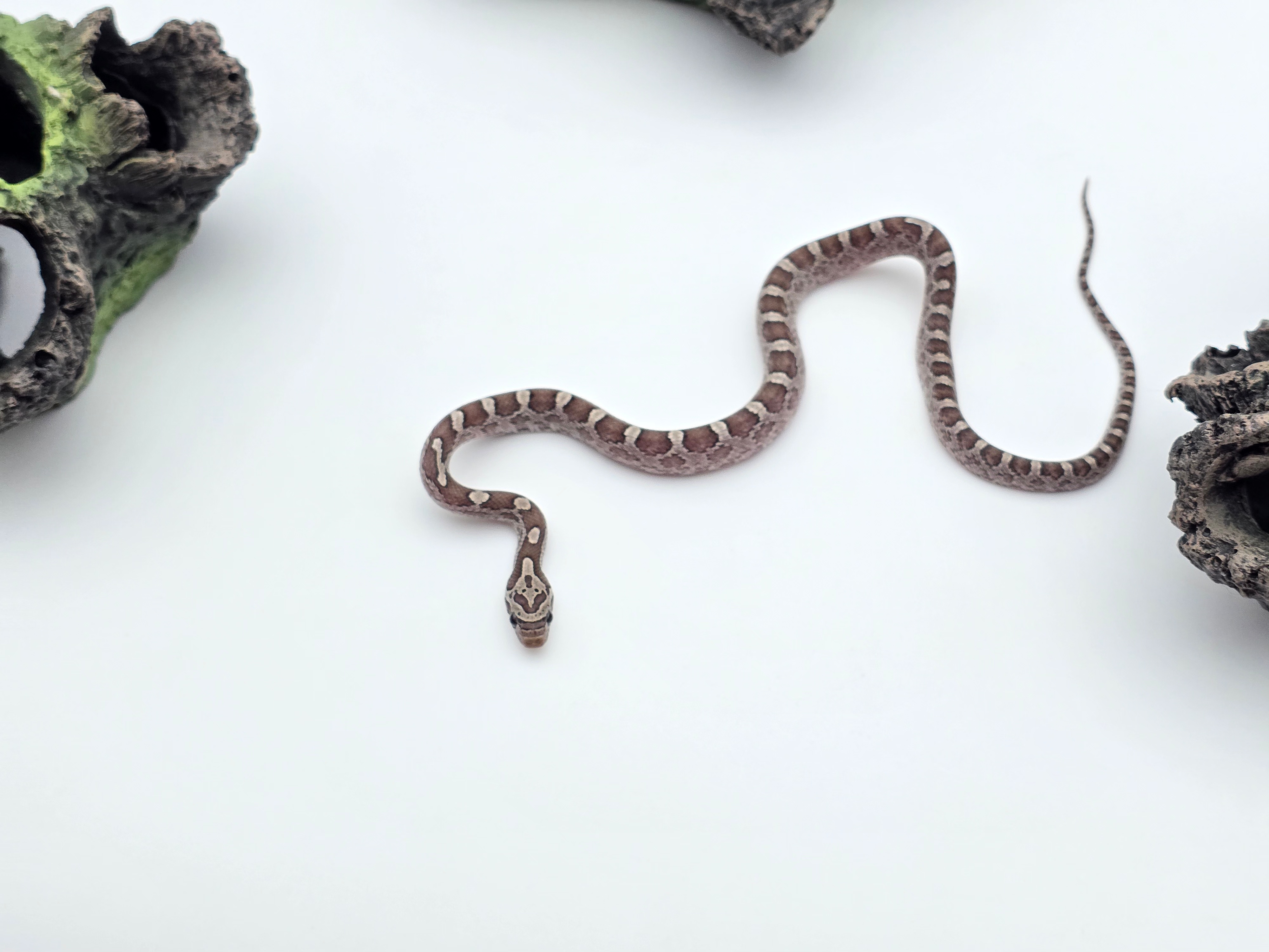 Pantherophis guttatus sp scaleless, jeune femelle nÃ©e en 2025 "Granite masque 66% het.scaleless, hypo, lavender 50% het.albinos" Nom : UNA