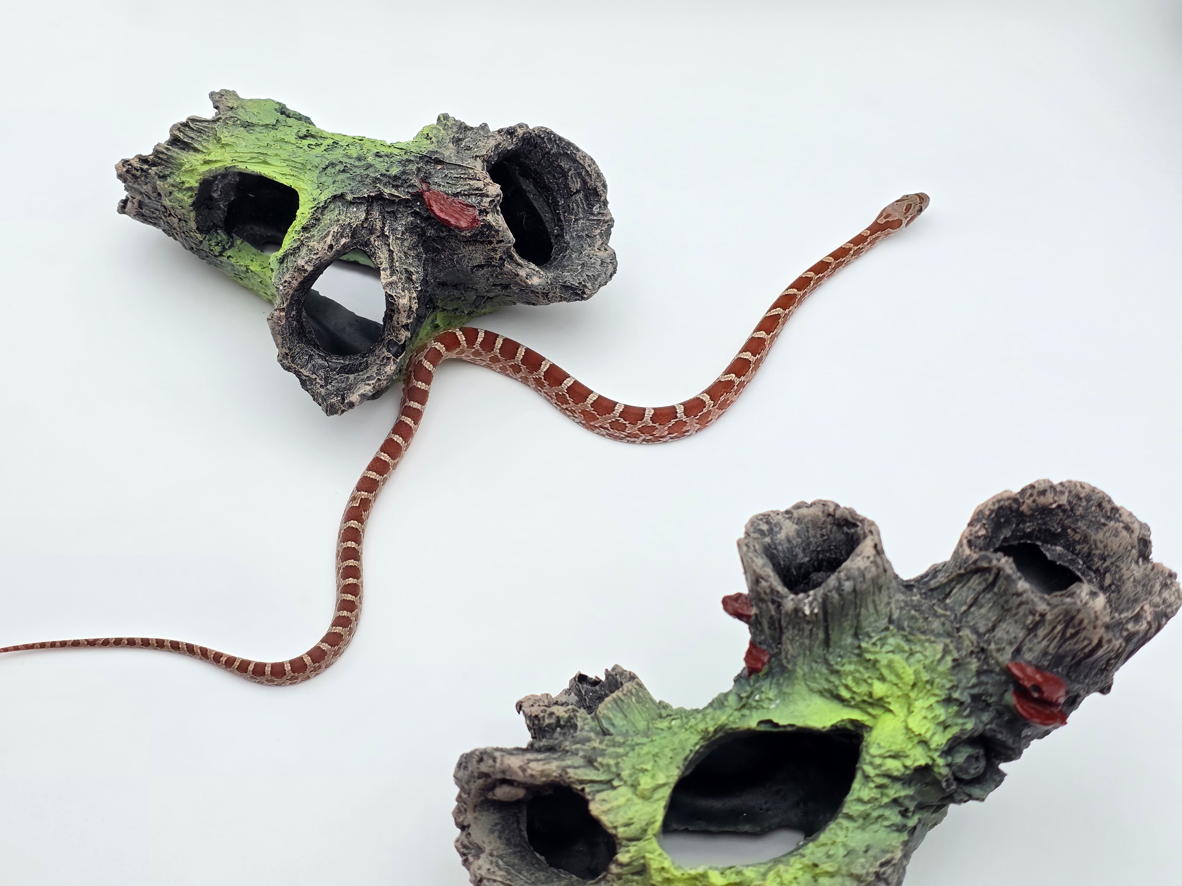 Pantherophis guttatus sp scaleless, jeune mÃ¢le nÃ© en 2025 "Bloodred masque 66% het.scaleless, hypo, lavender, anery 50% het.albinos" Nom : RICANO