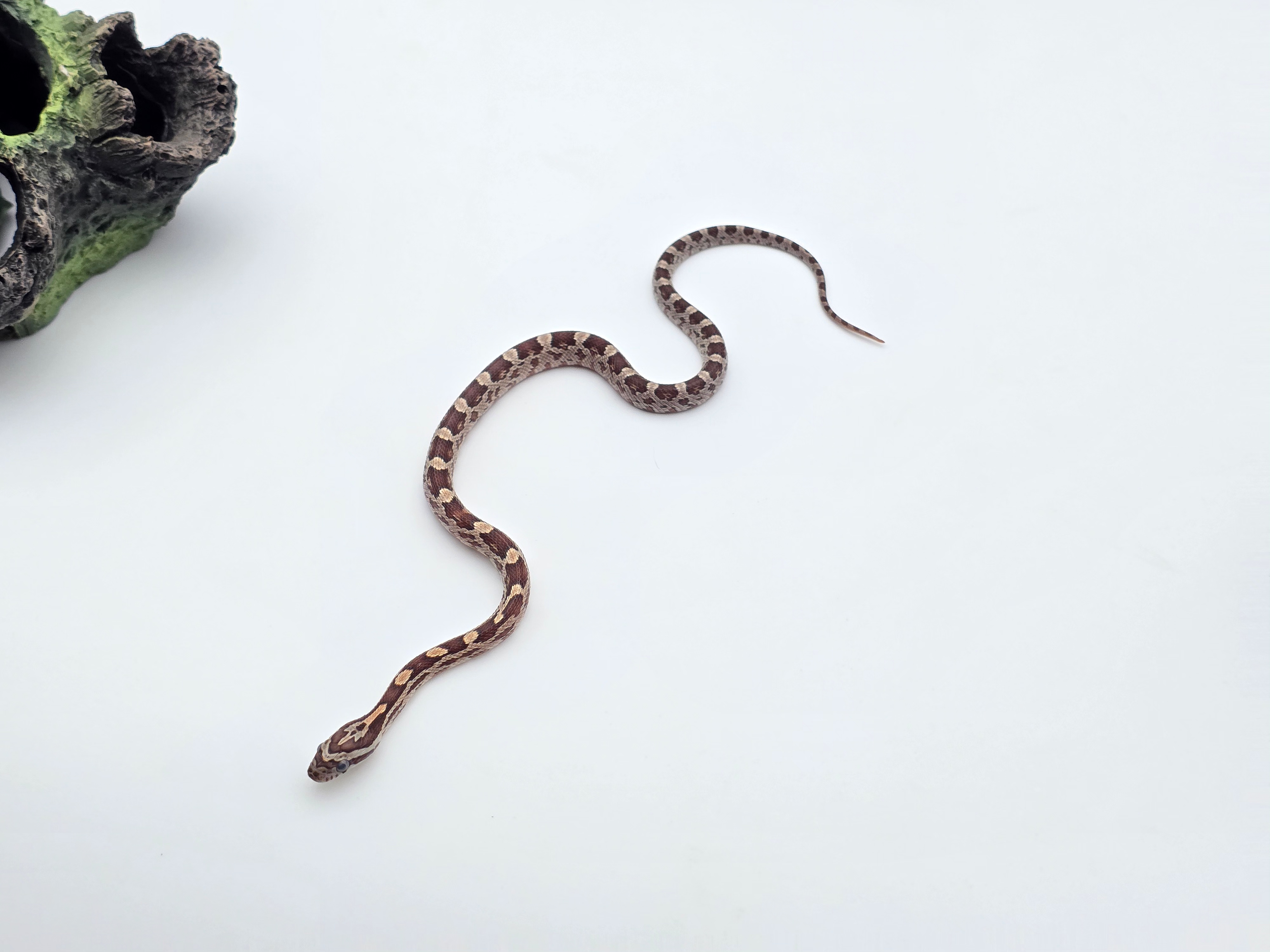 Pantherophis guttatus sp scaleless, jeune mÃ¢le nÃ© en 2025 "Naturel 100% het.caramel sunkissed 66% het.anery hypo 50% het.scaleless motley 33% het.albinos" Nom : OSLO