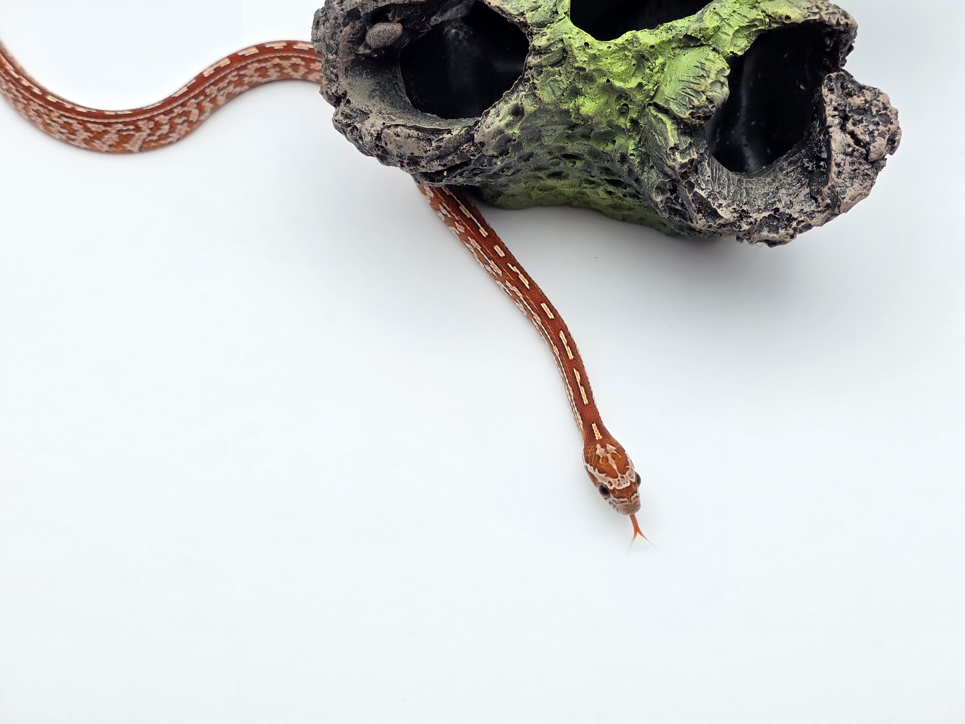 Pantherophis guttatus, jeune mÃ¢le nÃ© en 2025, "Tessera 66% het.palmetto albinos caramel 50% lavender motley stripe" Nom : ULIMO