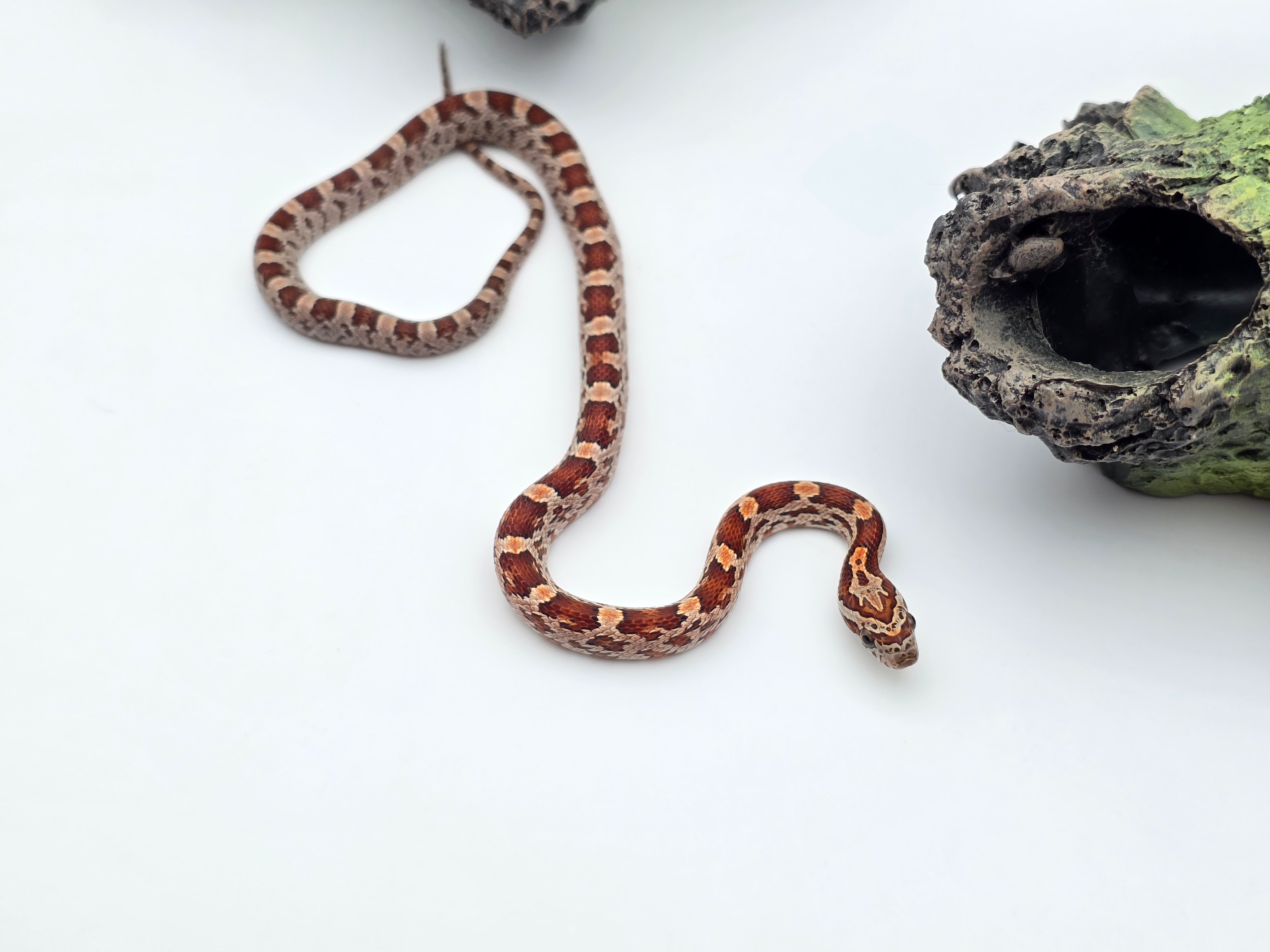 Pantherophis guttatus sp scaleless, jeune mÃ¢le nÃ© en 2025 "Naturel 100% het.caramel sunkissed 66% het.anery hypo 50% het.scaleless motley 33% het.albinos" Nom : VARO
