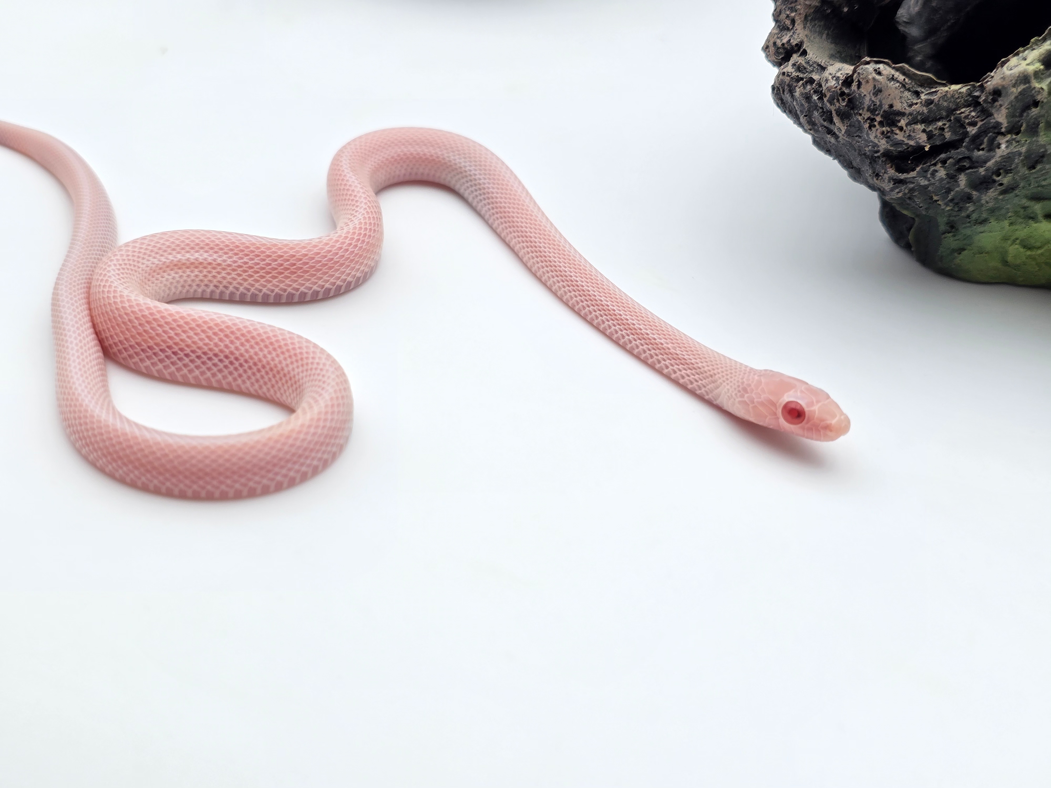 Pantherophis guttatus sp scaleless, jeune mÃ¢le nÃ© en 2025 "Blizzard (possible whiteout) 100% het.anery 66% het.(blood) 50% het.caramel, piedside, scaleless 33% het.motley" Nom : VISTIDO