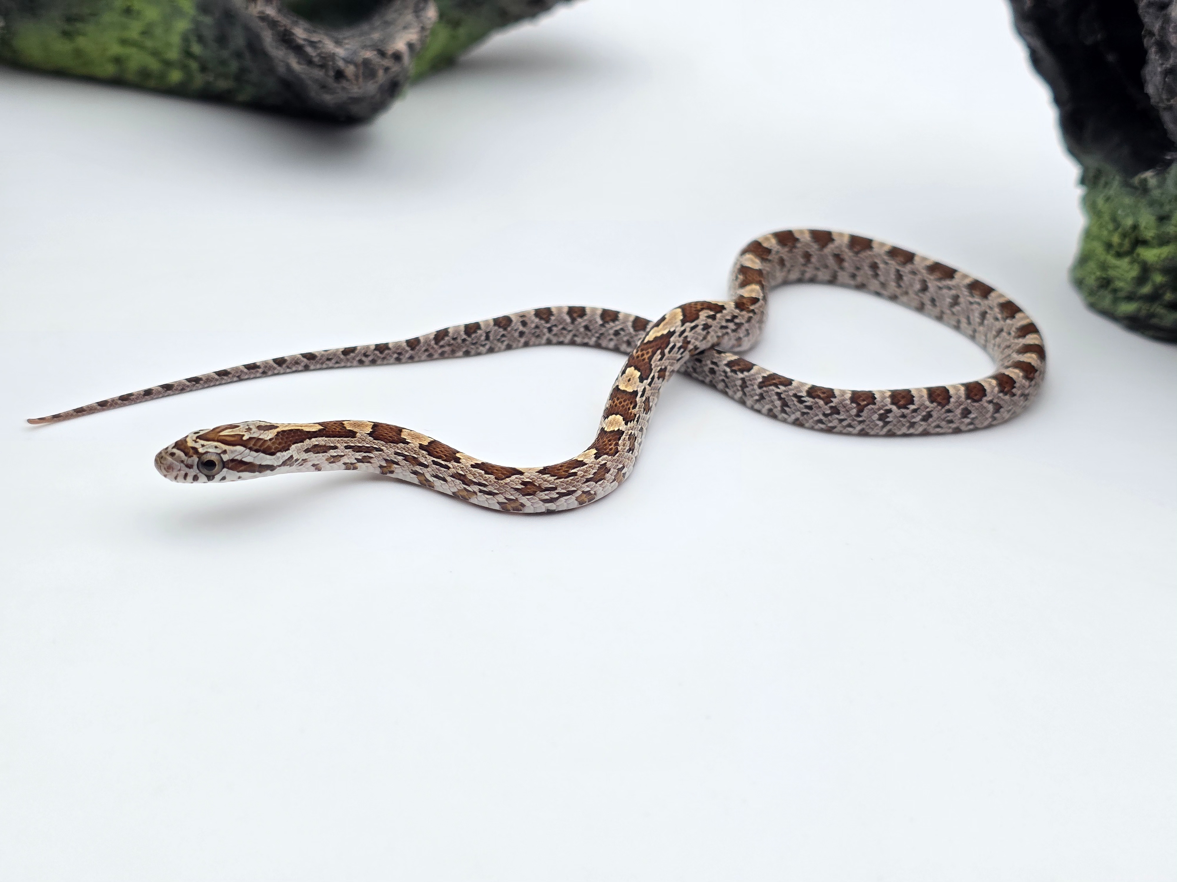 Pantherophis guttatus sp scaleless, jeune mÃ¢le nÃ© en 2025 "Caramel 100% het.sunkissed 66% het.anery hypo 50% het.scaleless motley 33% het.albinos" Nom : RIDOVO