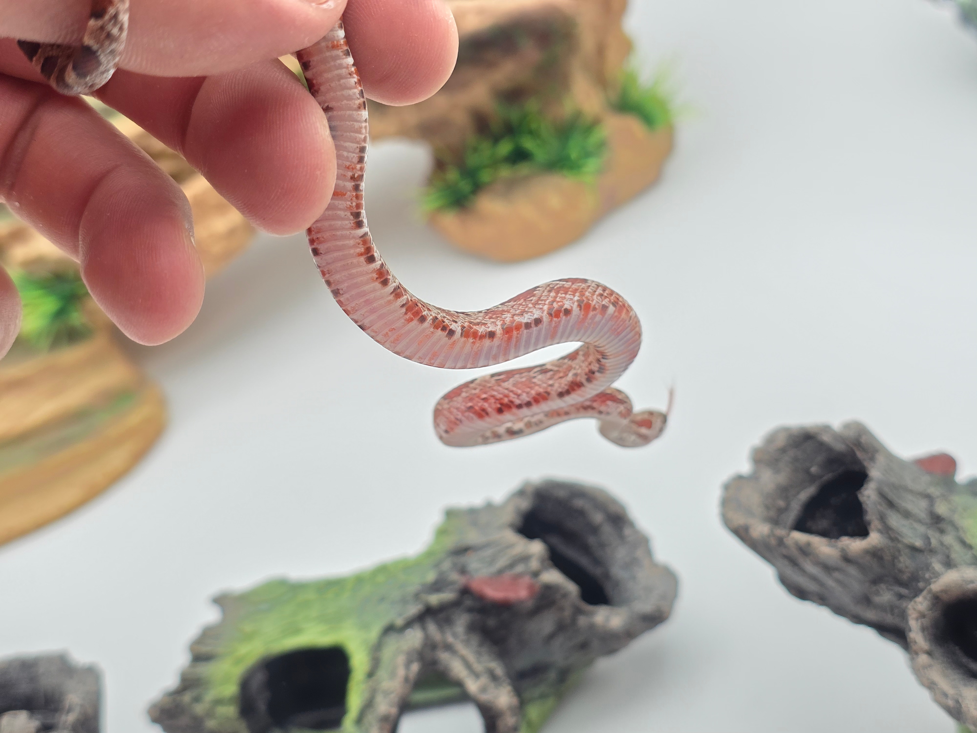 Pantherophis guttatus sp scaleless, jeune femelle nÃ©e en 2025 "Bloodred 100% het .albinos anery 66% het.scaleless charcoal 50% het.piedside" Nom : FUSILLA