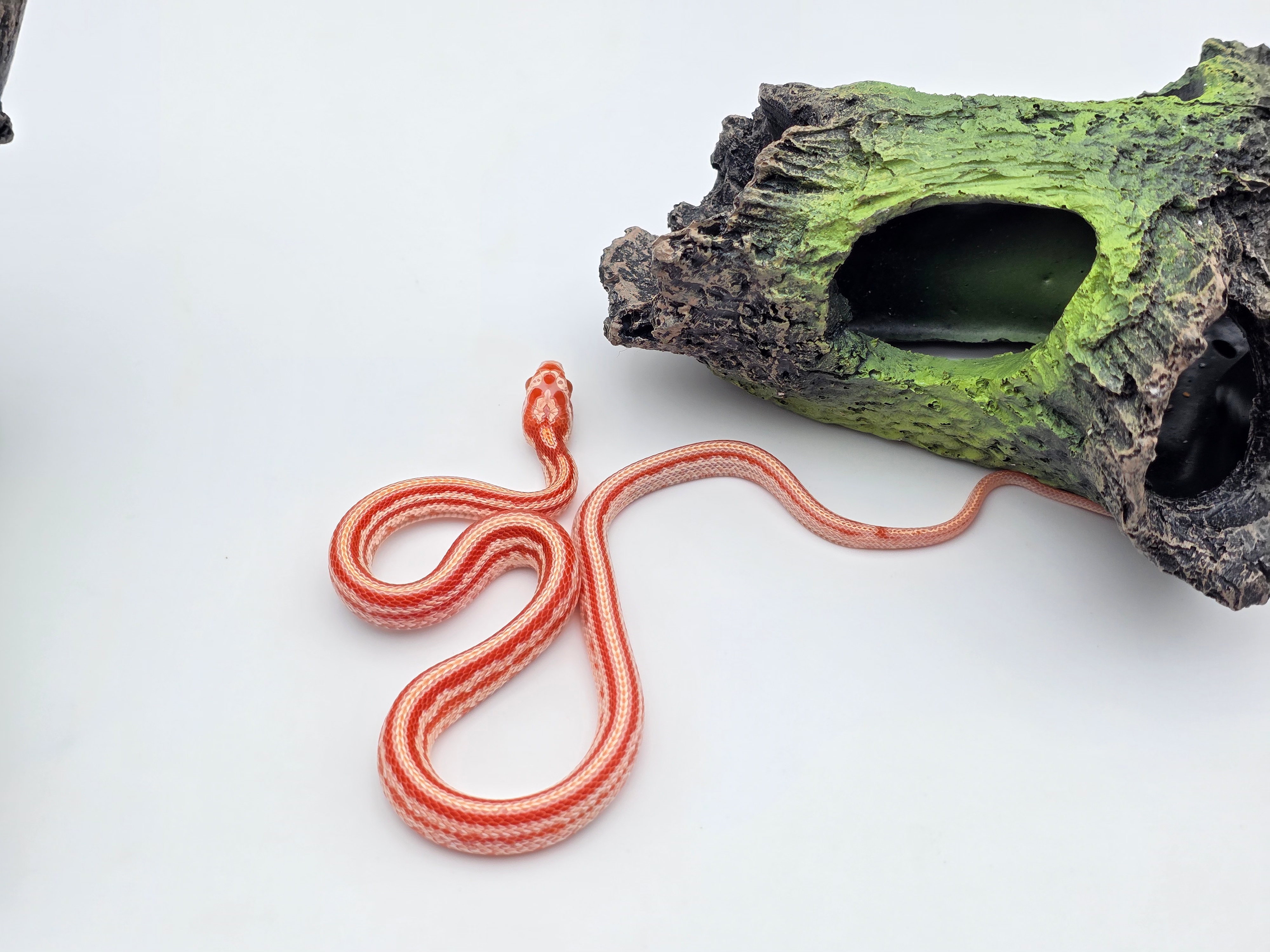 Pantherophis guttatus sp scaleless, jeune mÃ¢le nÃ© en 2025 "Tessera okeetee reverse (green) 100% het.anery 66% het.blood charcoal 50% het.caramel, piedside, scaleless 33% het.motley" Nom : PRELO