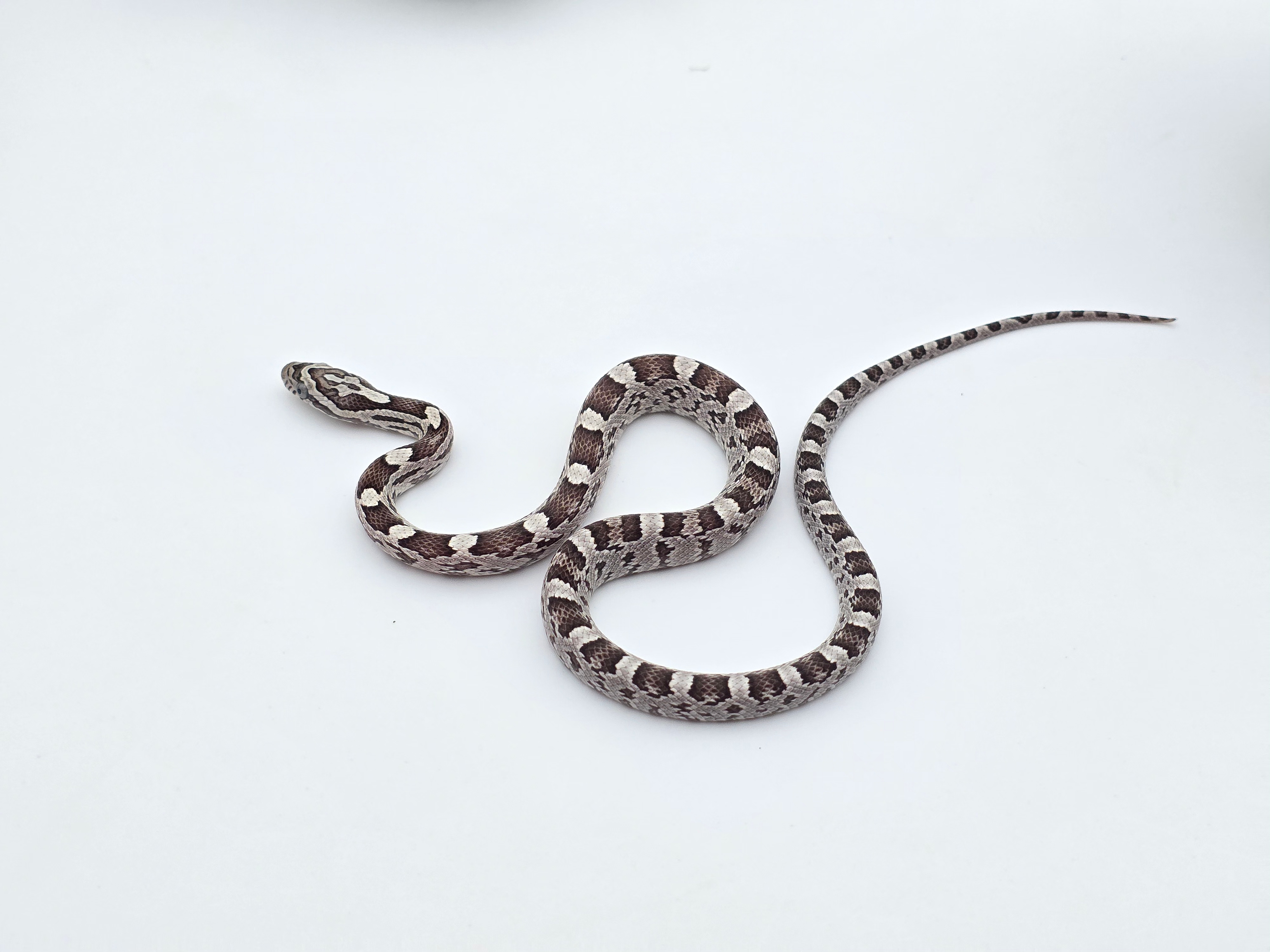 Pantherophis guttatus sp scaleless, jeune femelle nÃ©e en 2025 "Anery caramel 100% het.sunkissed 66% het.hypo 50% het.scaleless motley 33% het.albinos" Nom : ANIPA