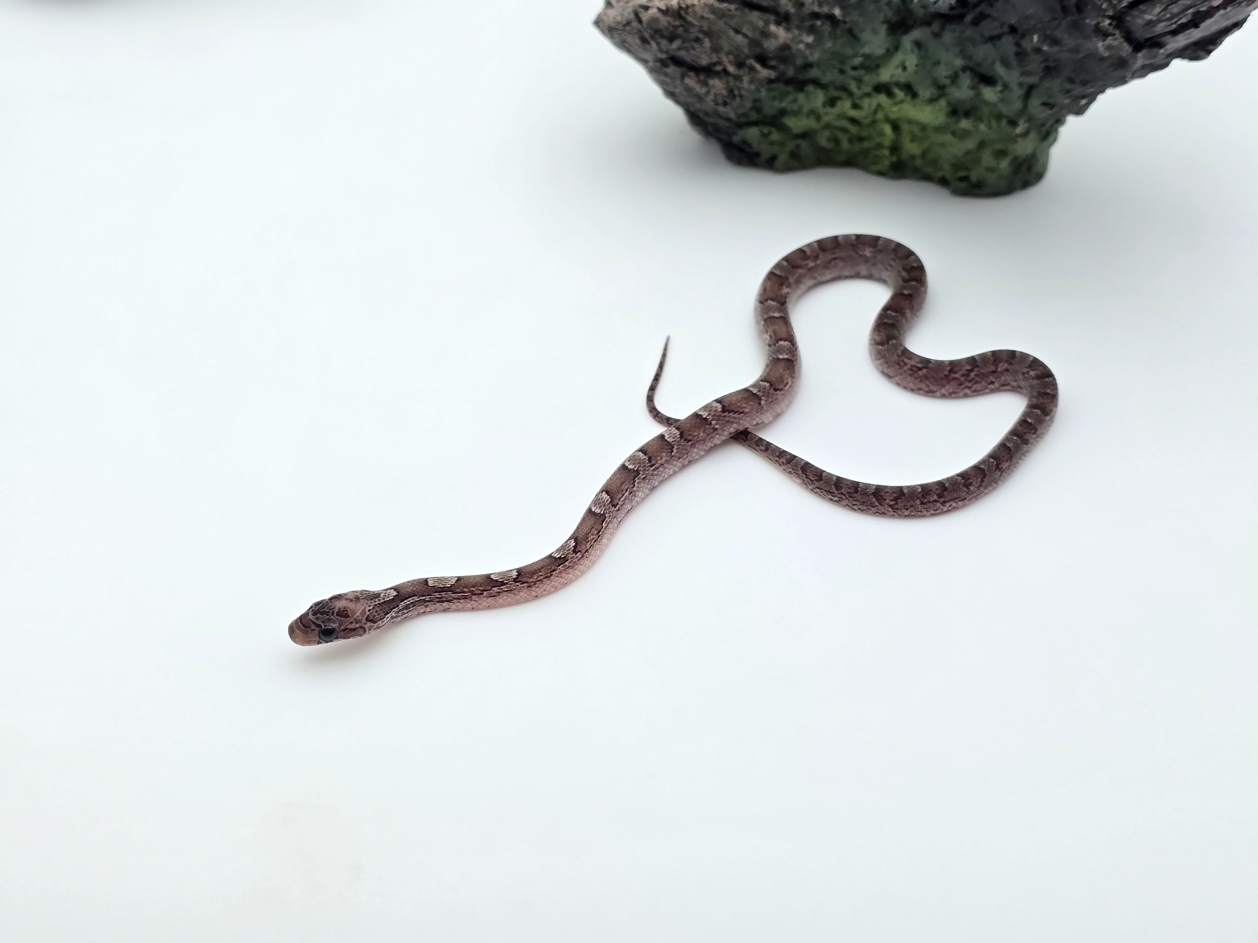 Pantherophis guttatus, jeune femelle nÃ©e en 2025, "Pewter piedside (low) 66% het.albinos" Nom : KINGOLA