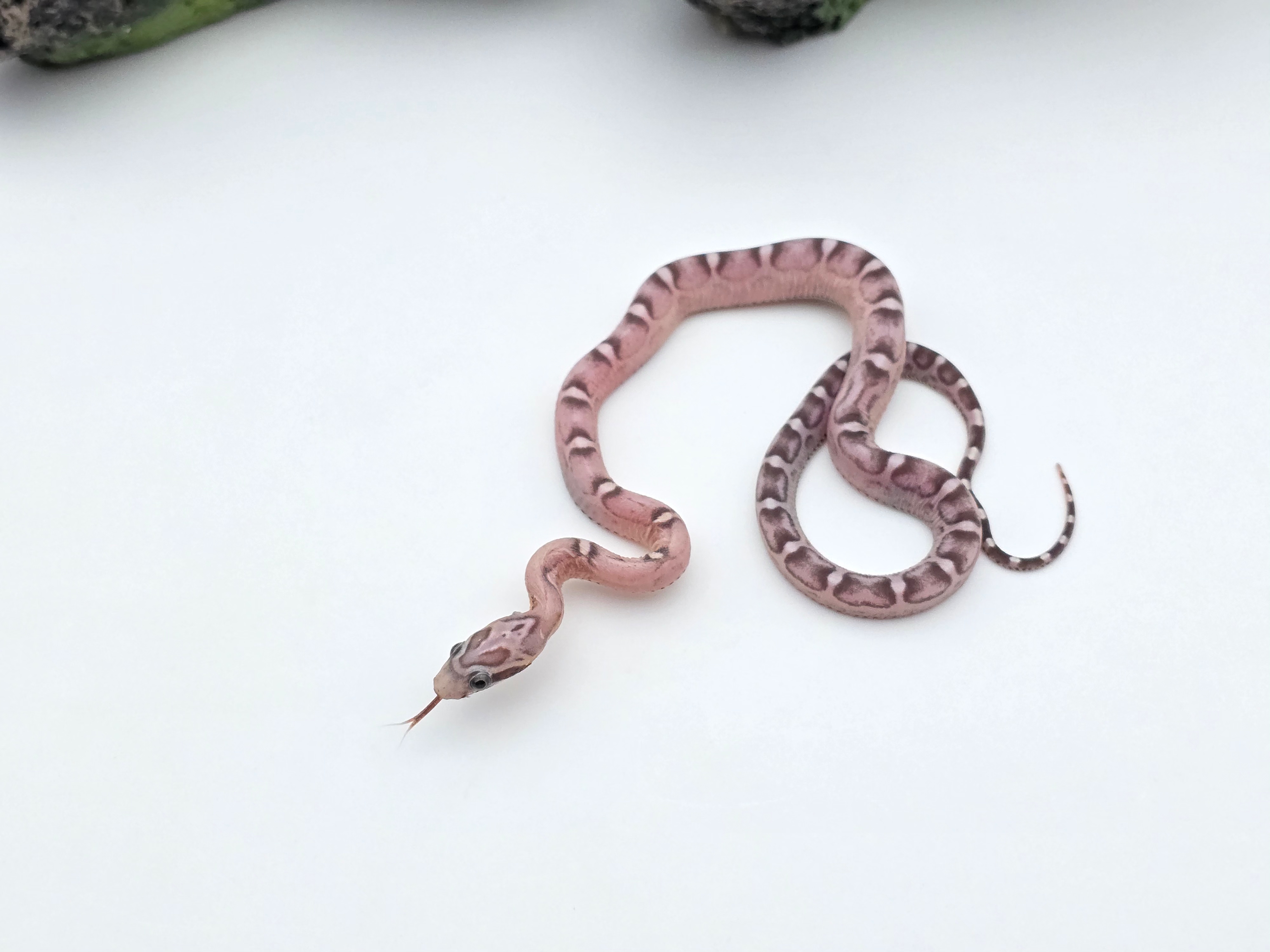 Pantherophis guttatus sp scaleless, jeune femelle nÃ©e en 2025 "Scaleless granite 100% hetÂ .albinos 66% het.charcoal 50% het.piedside" Nom : LACIA