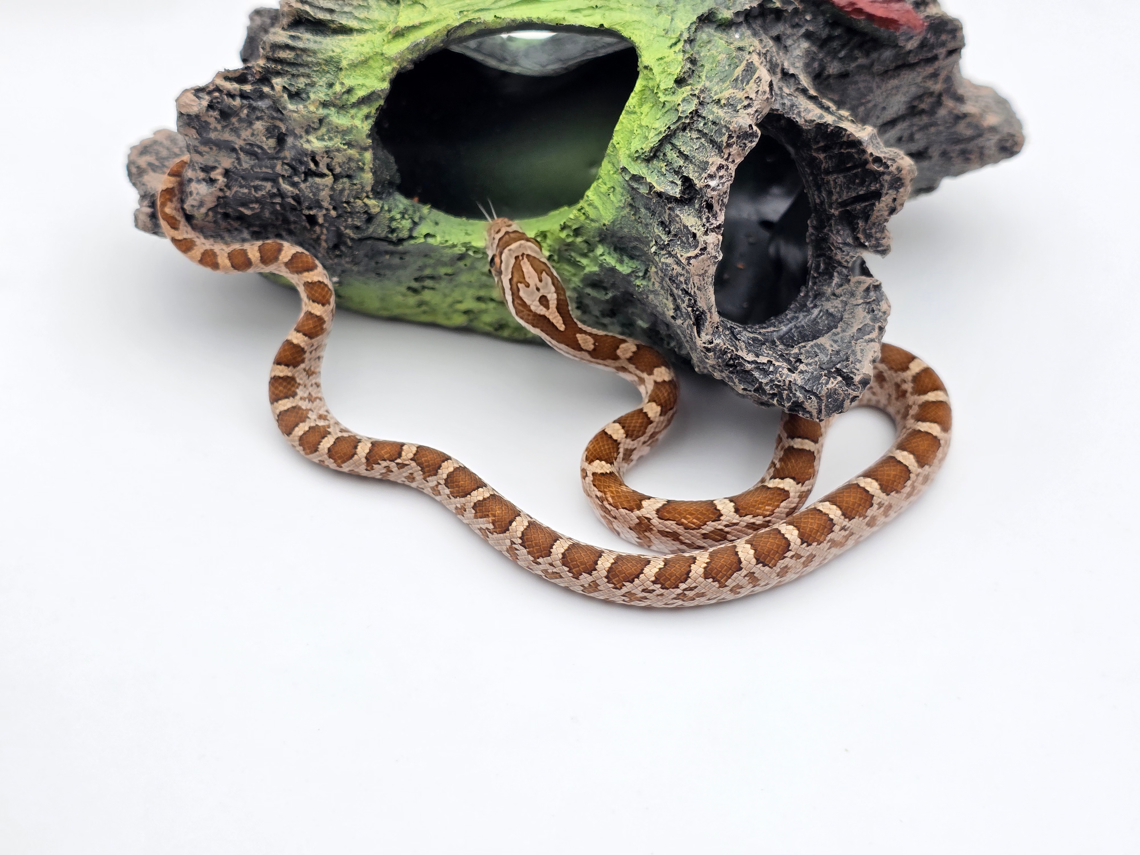 Pantherophis emoryi sp scaleless, jeune mâle né en 2025 à l'élevage, RARE "Emoryi 66% het.scaleless albinos ghost (emoryi gène) motley 33% het.caramel" Nom/référence : TREYO