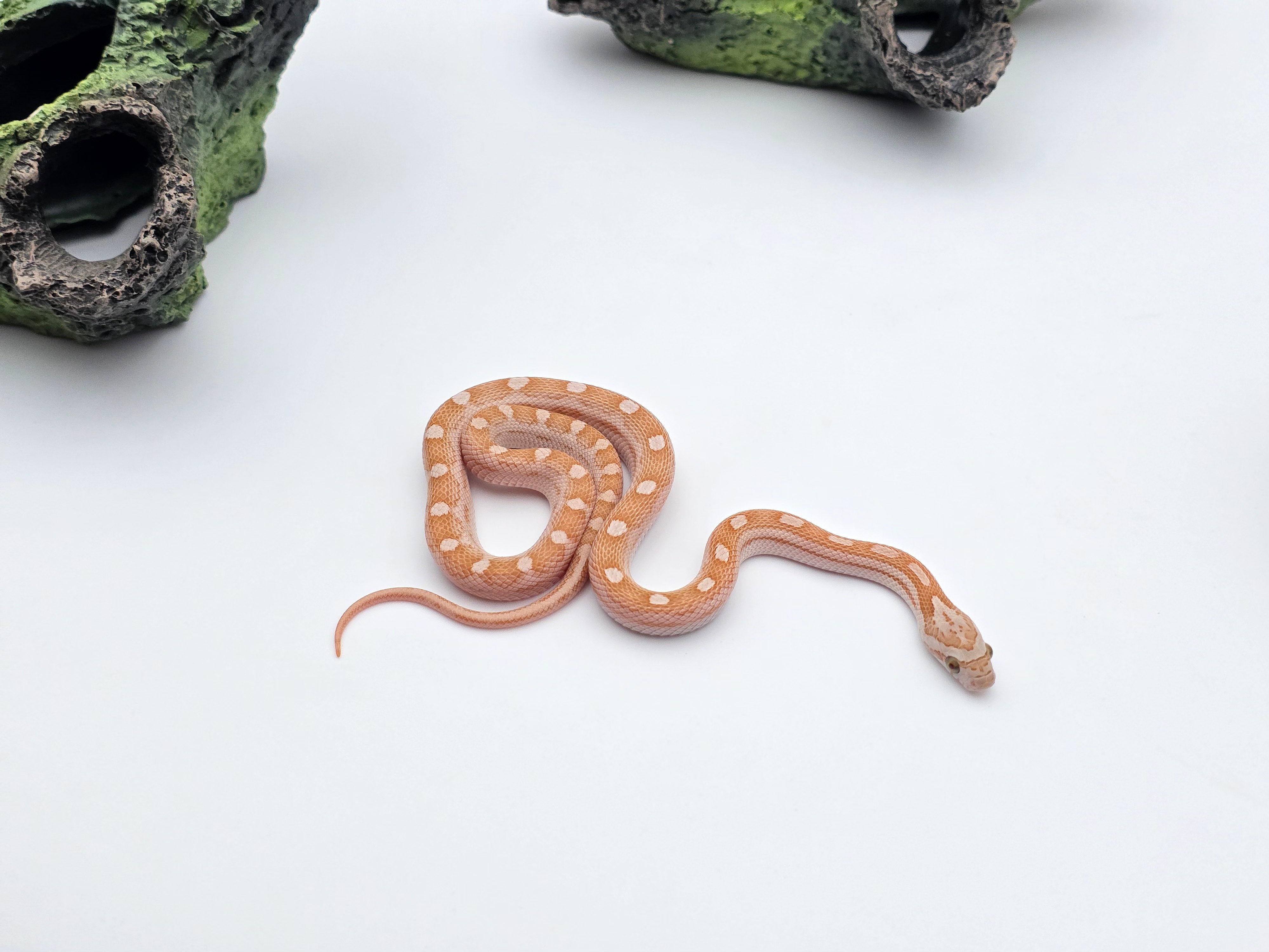 Pantherophis emoryi sp scaleless, jeune femelle nÃ©e en 2025 Ã  l'Ã©levage, RARE "Emoryi ghost motley 66% het.scaleless albinos 33% het.caramel" Nom/rÃ©fÃ©rence : PIOLA