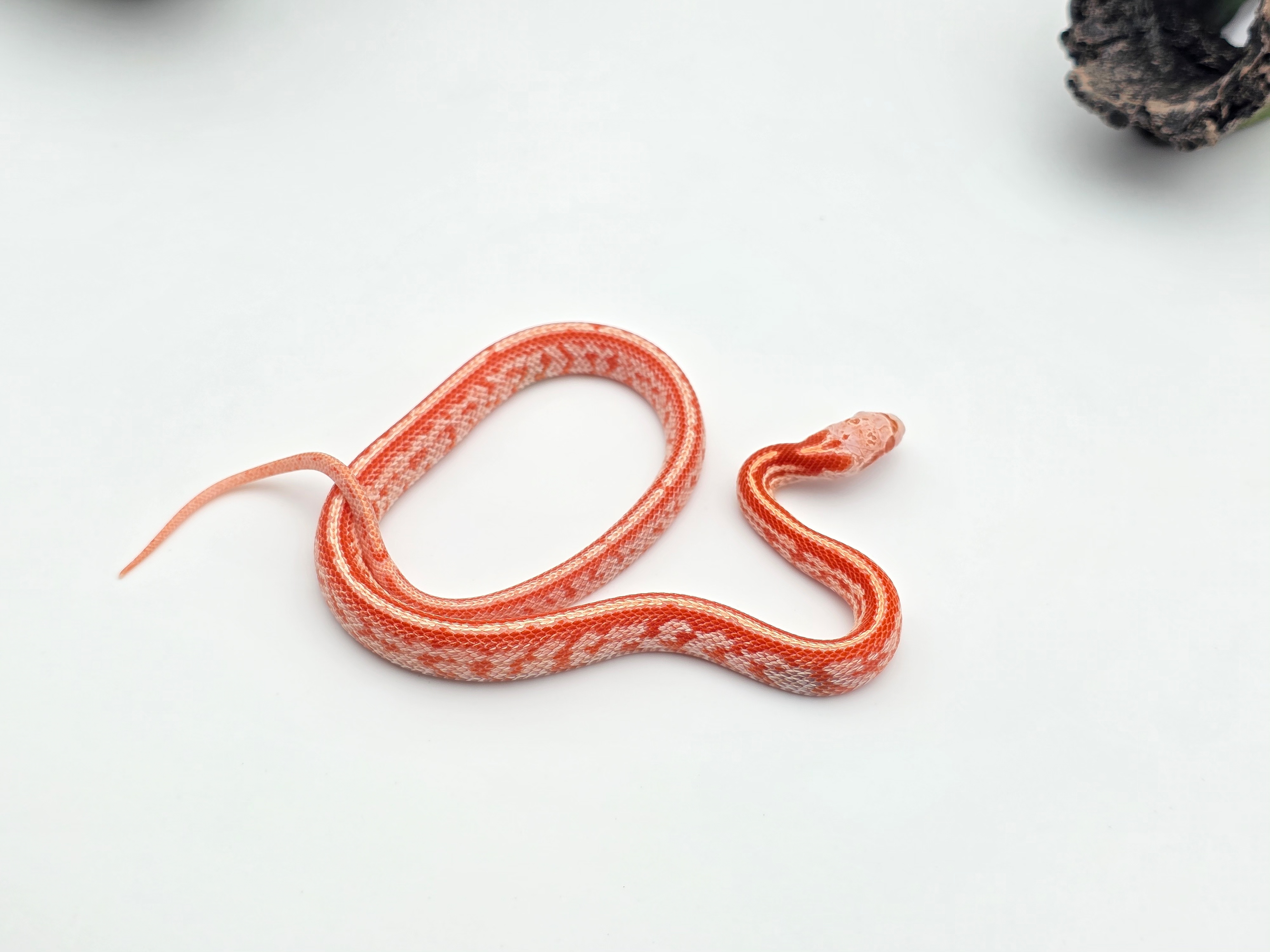 Pantherophis guttatus sp scaleless, jeune mÃ¢le nÃ© en 2025 "Tessera fire okeetee masque 100% het.anery 66% het.charcoal 50% het.caramel, piedside, scaleless 33% het.motley" Nom : LINIO