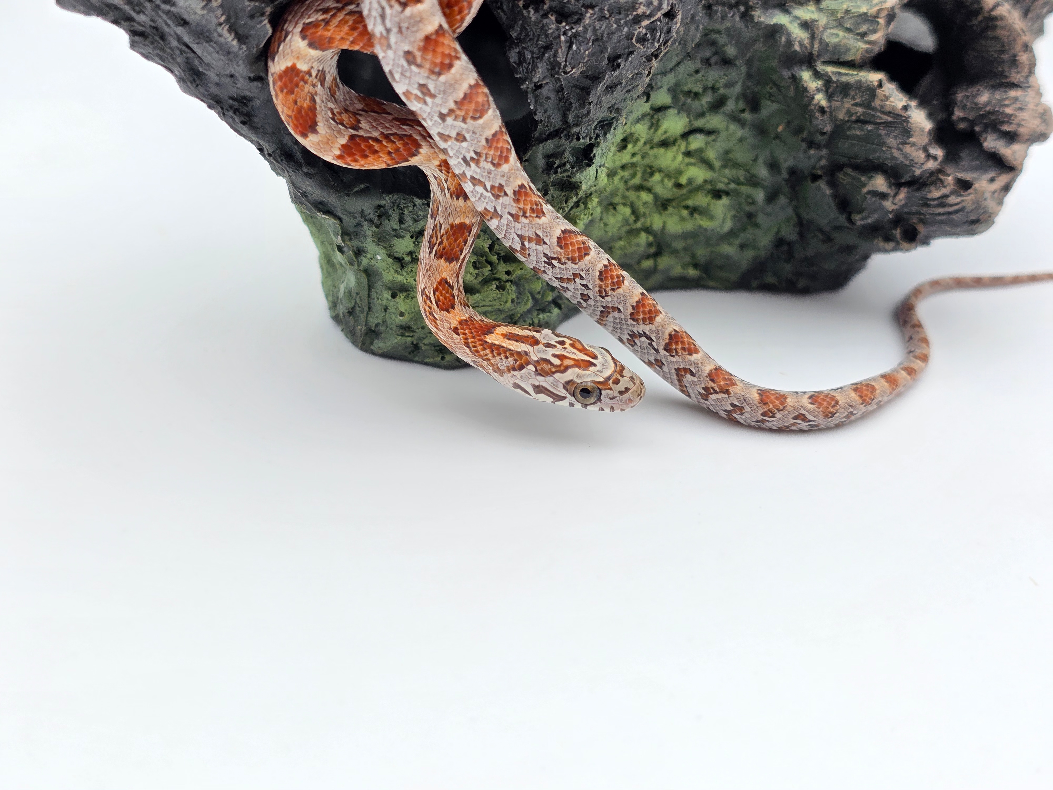 Pantherophis guttatus sp scaleless, jeune femelle nÃ©e en 2025 "Sunkissed 66% het.scaleless motley 50% het.albinos anery caramel hypo" Nom : FENIALA
