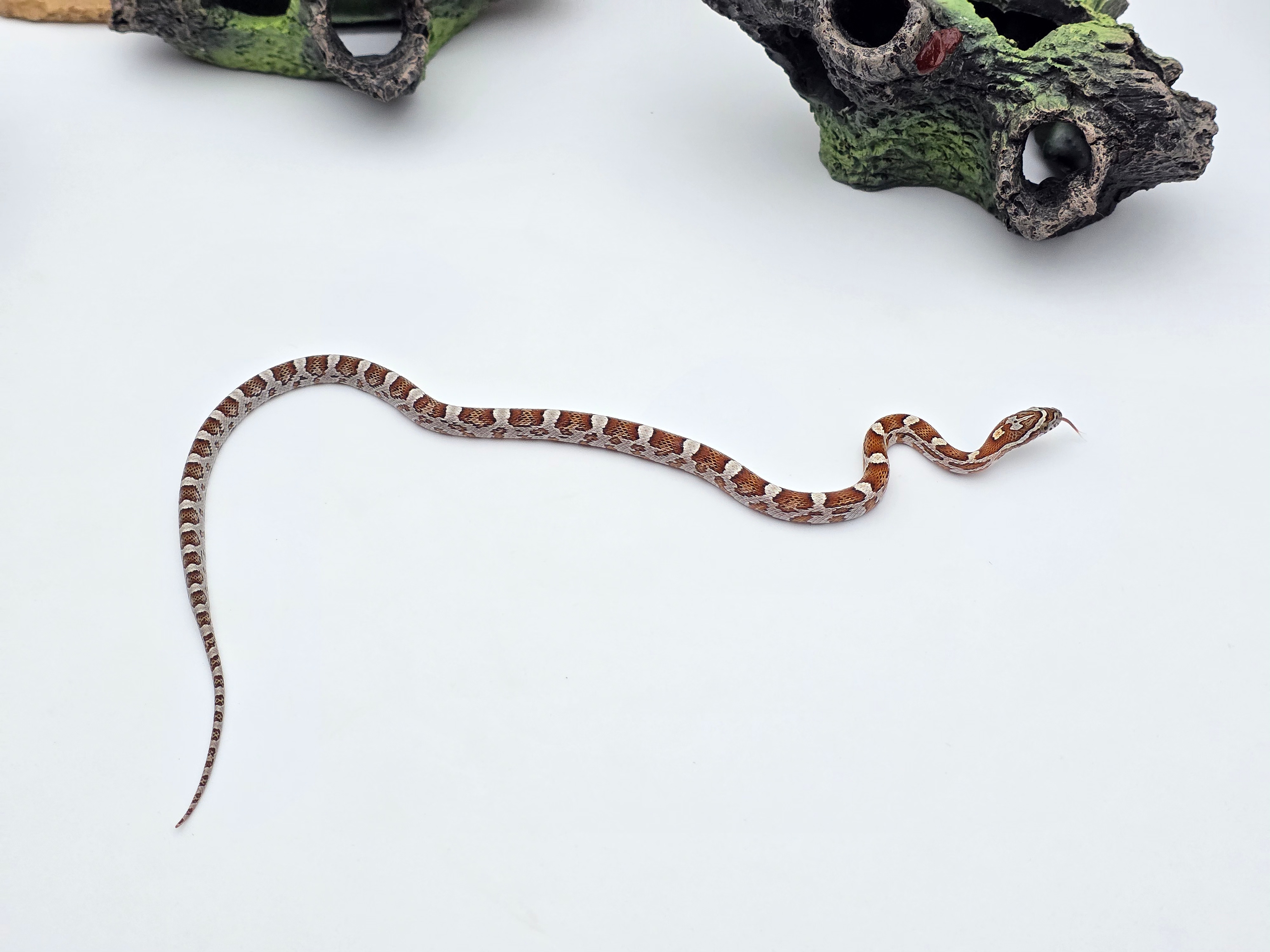 Pantherophis guttatus sp scaleless, jeune femelle nÃ©e en 2025 "Naturel 66% het.scaleless sunkissed motley 50% het.albinos anery caramel hypo" Nom : GIOLADA