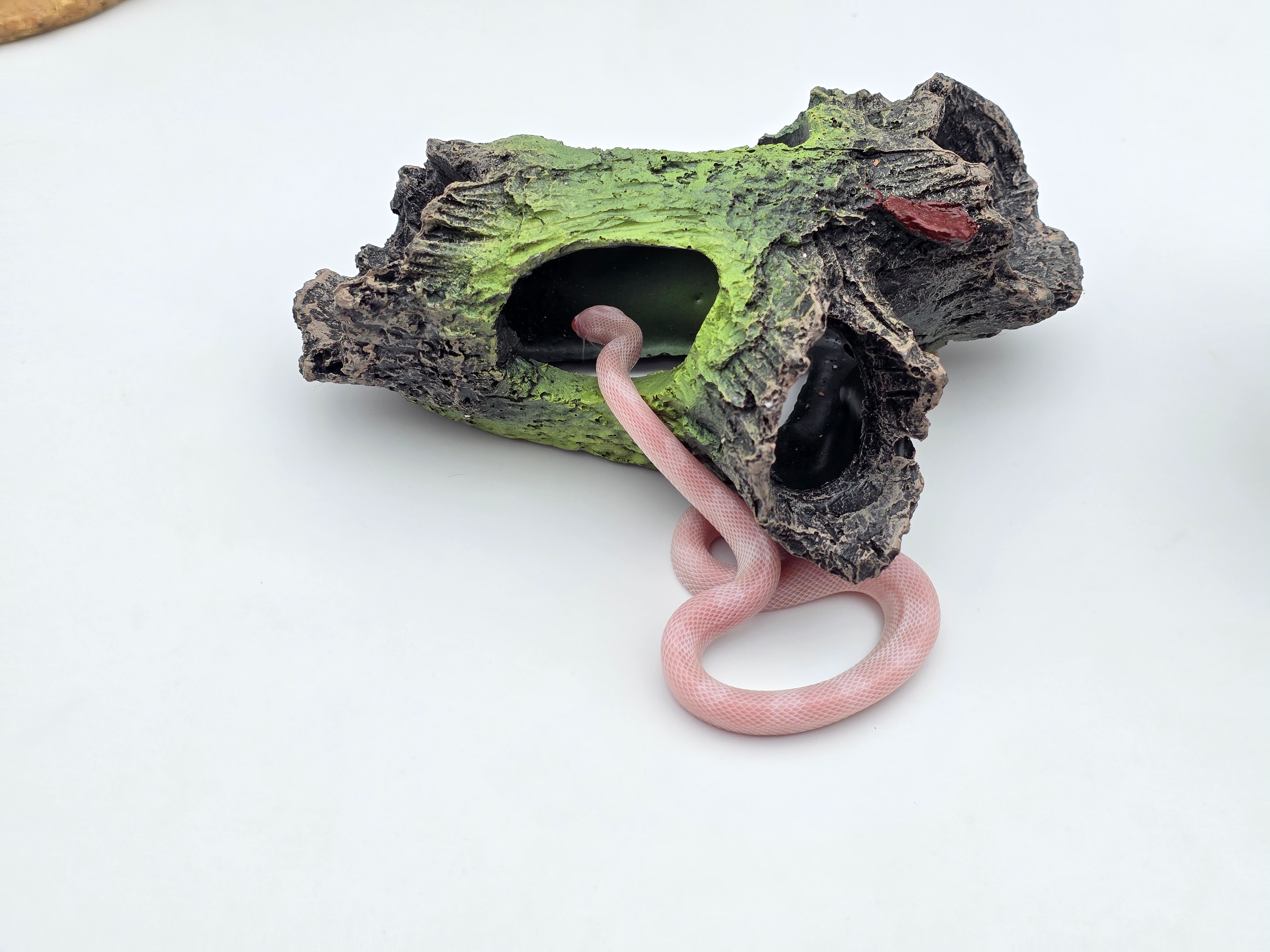 Pantherophis guttatus, jeune femelle nÃ©e en 2025, "Blizzard (possible whiteout) 100% het.(blood) piedside" Nom : OLIVA