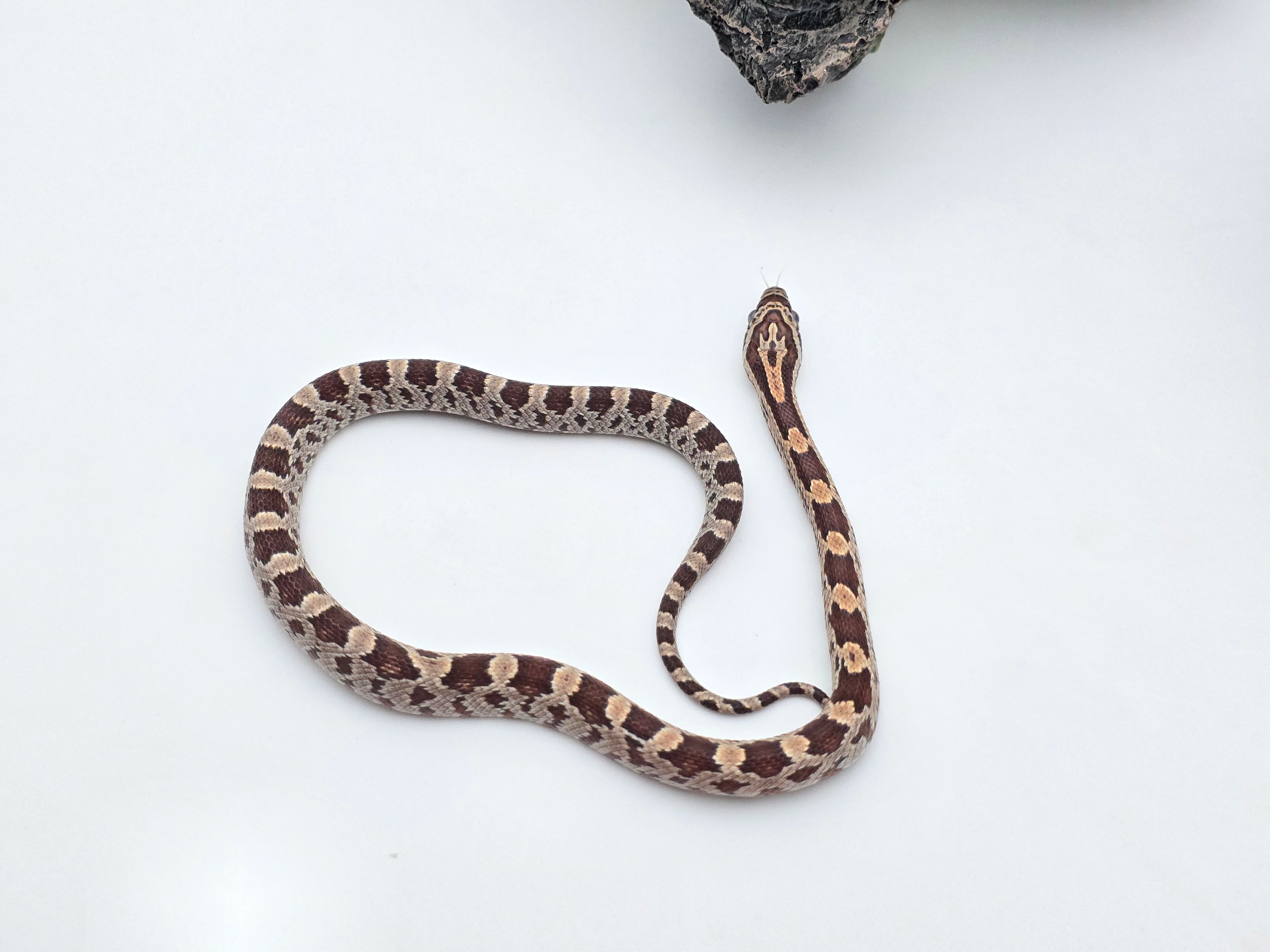 Pantherophis guttatus sp scaleless, jeune femelle nÃ©e en 2025 "Naturel 100% het.caramel sunkissed 66% het.anery hypo 50% het.scaleless motley 33% het.albinos" Nom : EPOTA