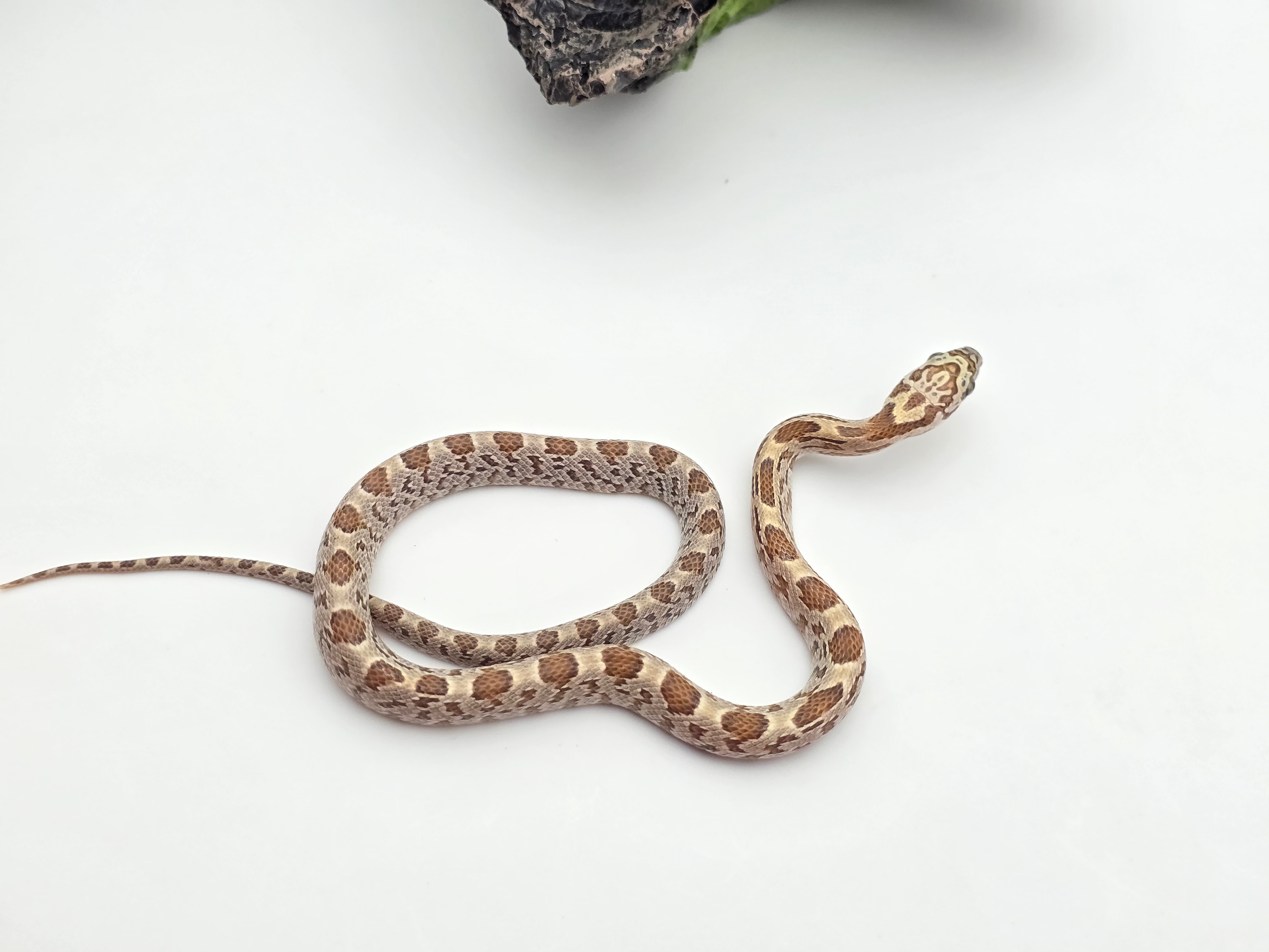 Pantherophis guttatus sp scaleless, jeune femelle nÃ©e en 2025 "Sunkissed amber 66% het.anery 50% het.scaleless motley 33% het.albinos" Nom : KILA