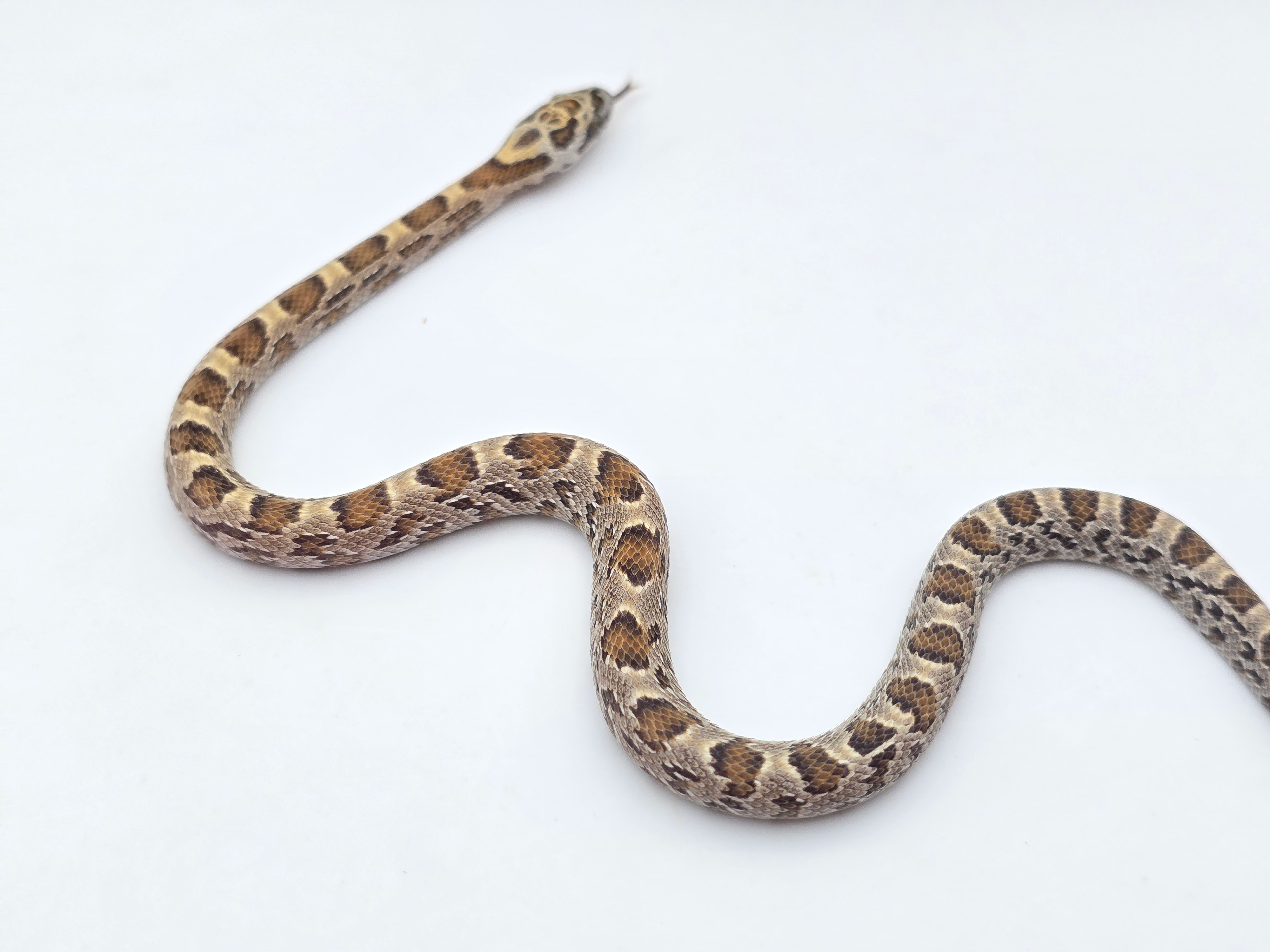 Pantherophis guttatus sp scaleless, jeune femelle nÃ©e en 2025 "Sunkissed anery caramel 66% het.hypo 50% het.scaleless motley 33% het.albinos" Nom : IULA