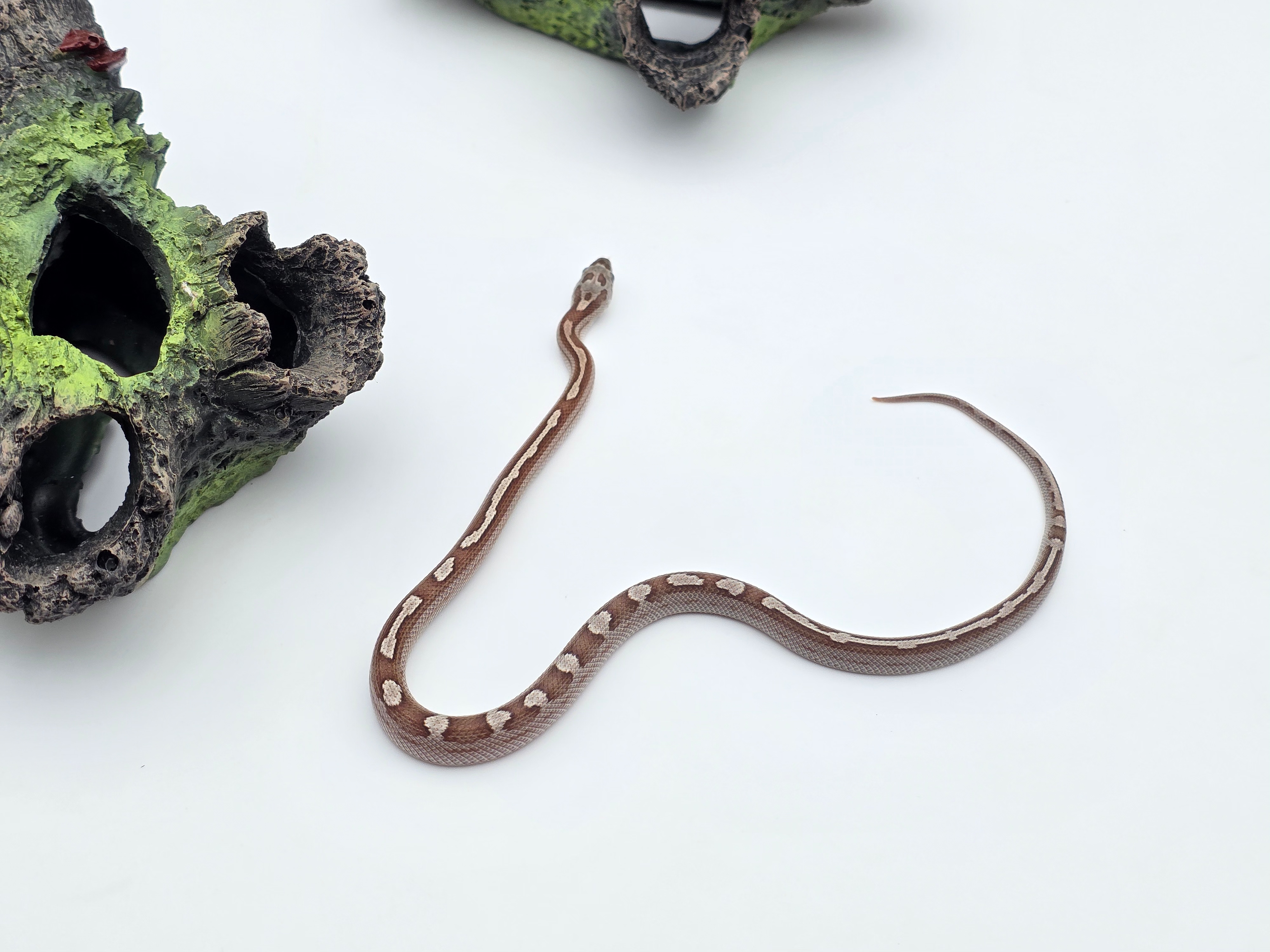 Pantherophis guttatus sp scaleless, jeune mÃ¢le nÃ© en 2025 "Motley 66% het.scaleless sunkissed 50% het.albinos anery caramel hypo" Nom : RATISO