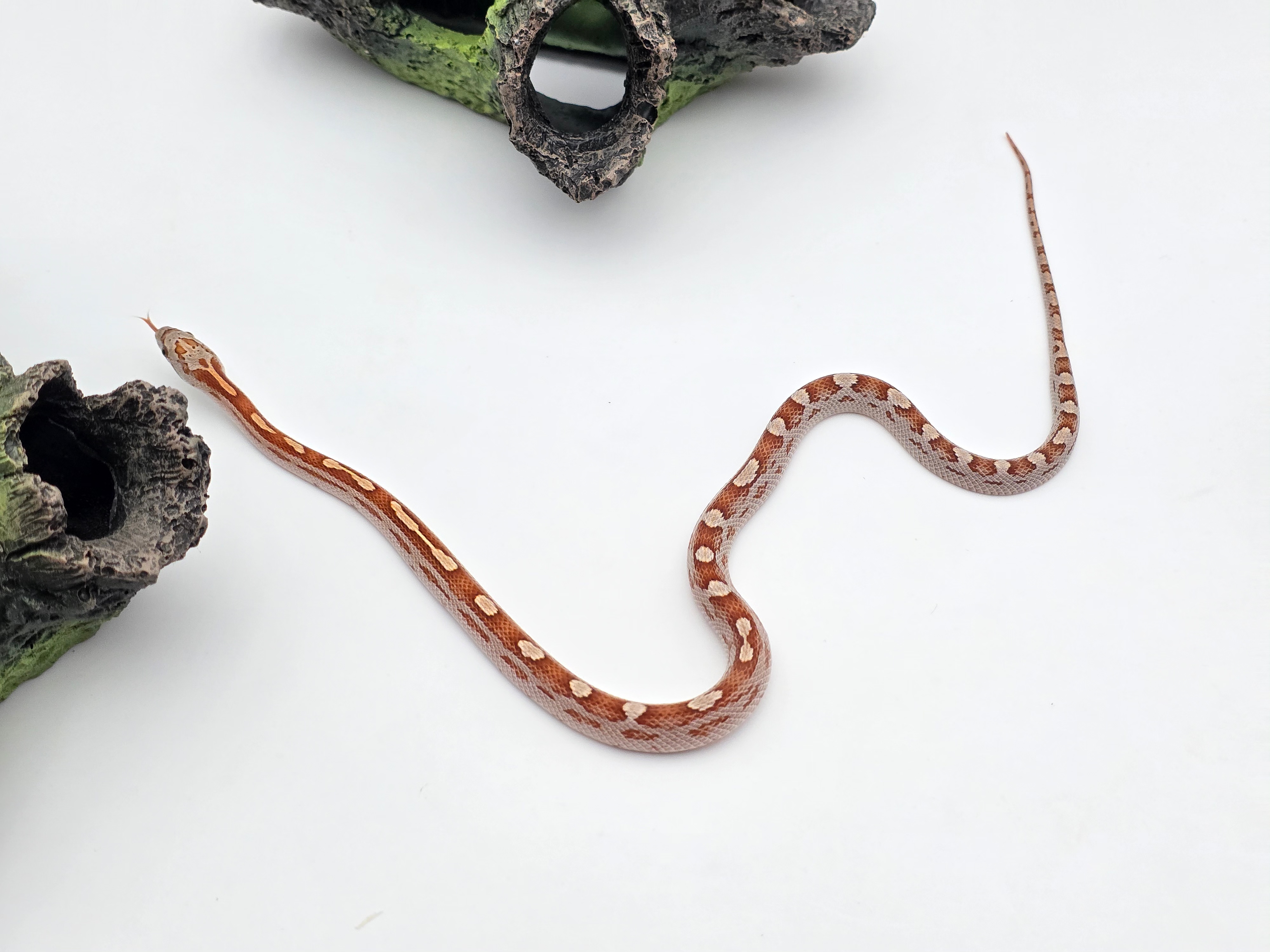 Pantherophis guttatus sp scaleless, jeune mÃ¢le nÃ© en 2025 "Motley 66% het.scaleless sunkissed 50% het.albinos anery caramel hypo" Nom : CASTOLO