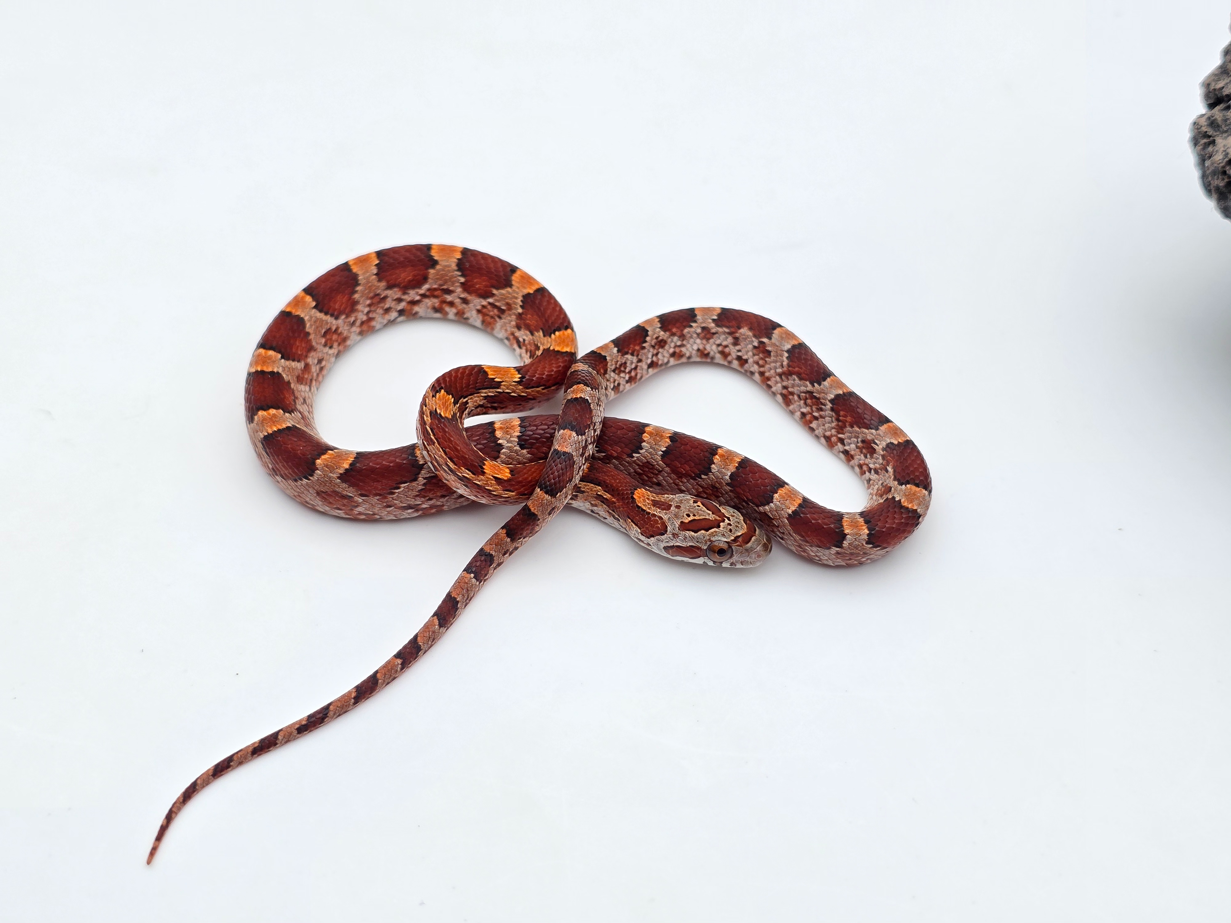 Pantherophis guttatus, jeune mÃ¢le nÃ© en 2025, "Blood masque 100% het.albinos hypo piedside 33% het.anery motley" Nom : ASTIPO