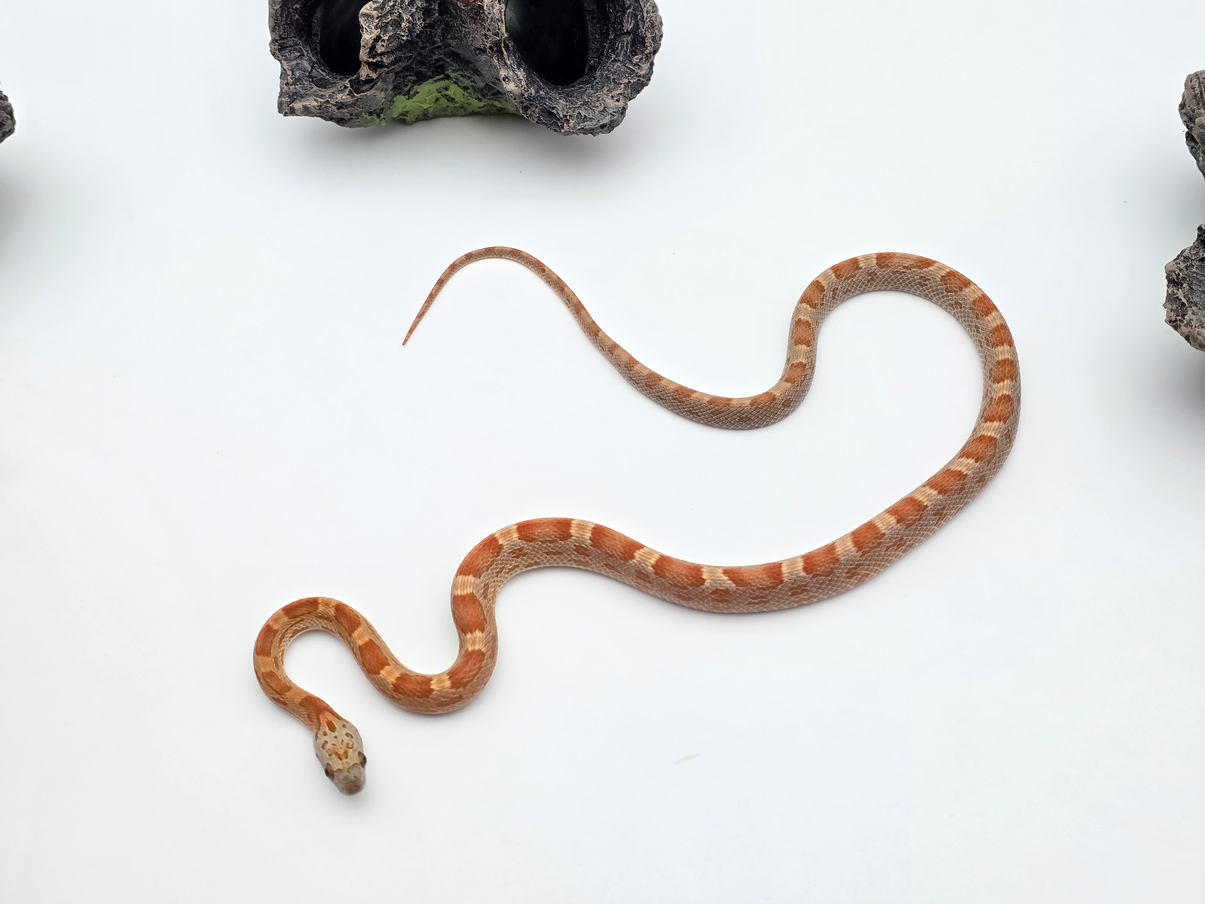 Pantherophis guttatus sp scaleless, jeune mÃ¢le nÃ© en 2025 "Hypo sunkissed motley 100% het.caramel 66% het.scaleless 50% het.albinos anery" Nom : HYSKO