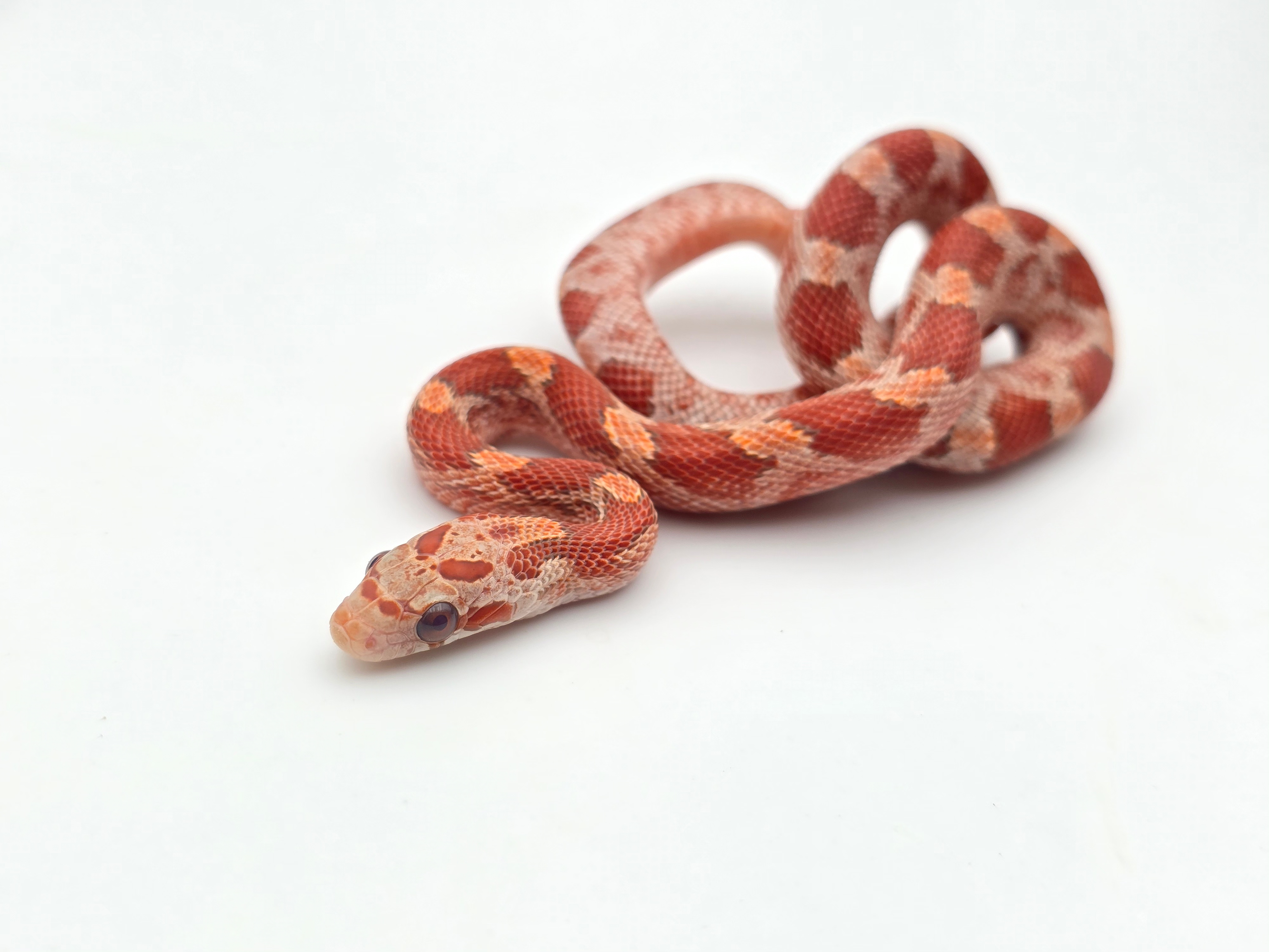 Pantherophis guttatus, jeune femelle nÃ©e en 2025, "Hypo blood masque 100% het.albinos piedside 33% het.anery motley" Nom : GUESTA