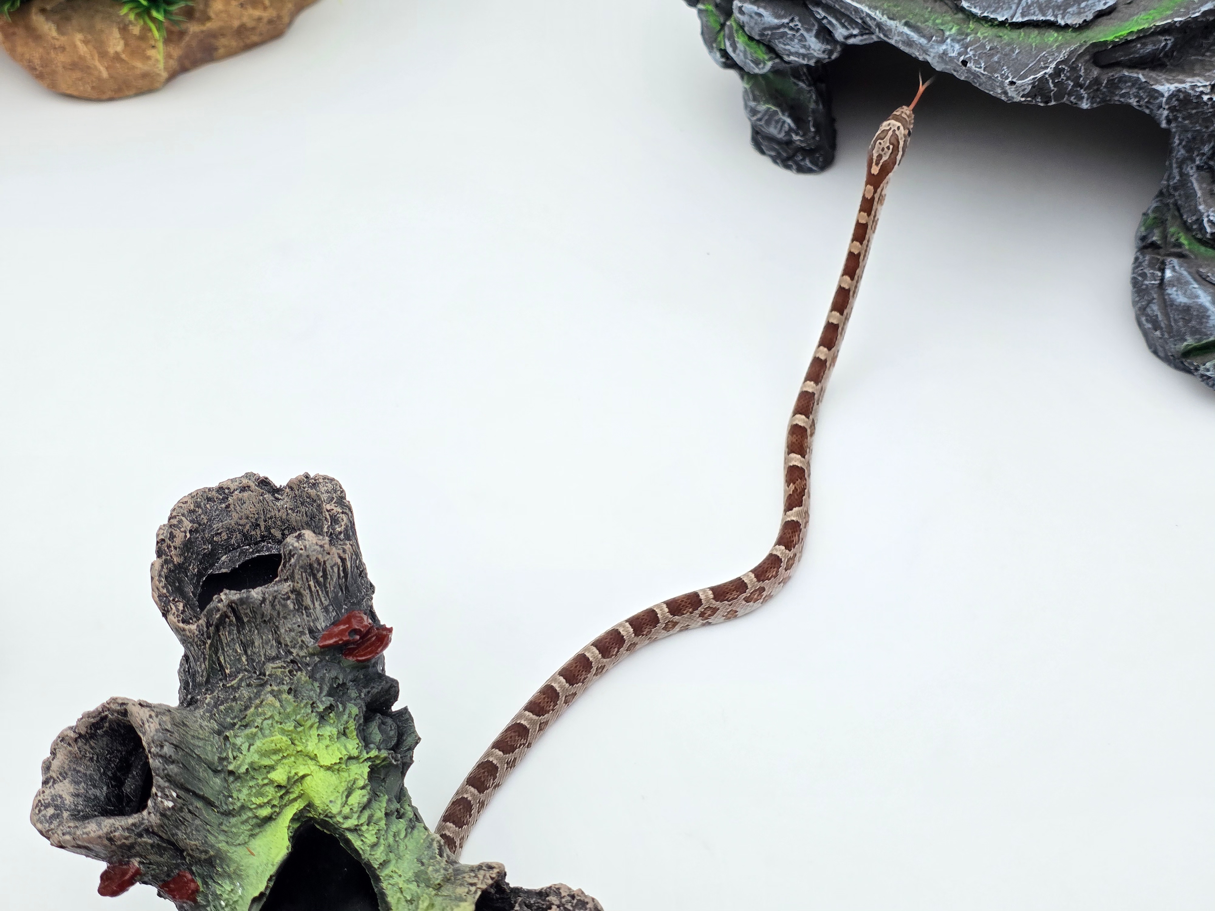 Pantherophis guttatus sp scaleless, jeune mÃ¢le nÃ© en 2025 "Naturel 66% het.scaleless sunkissed motley 50% het.albinos anery caramel hypo" Nom : BACKOLO