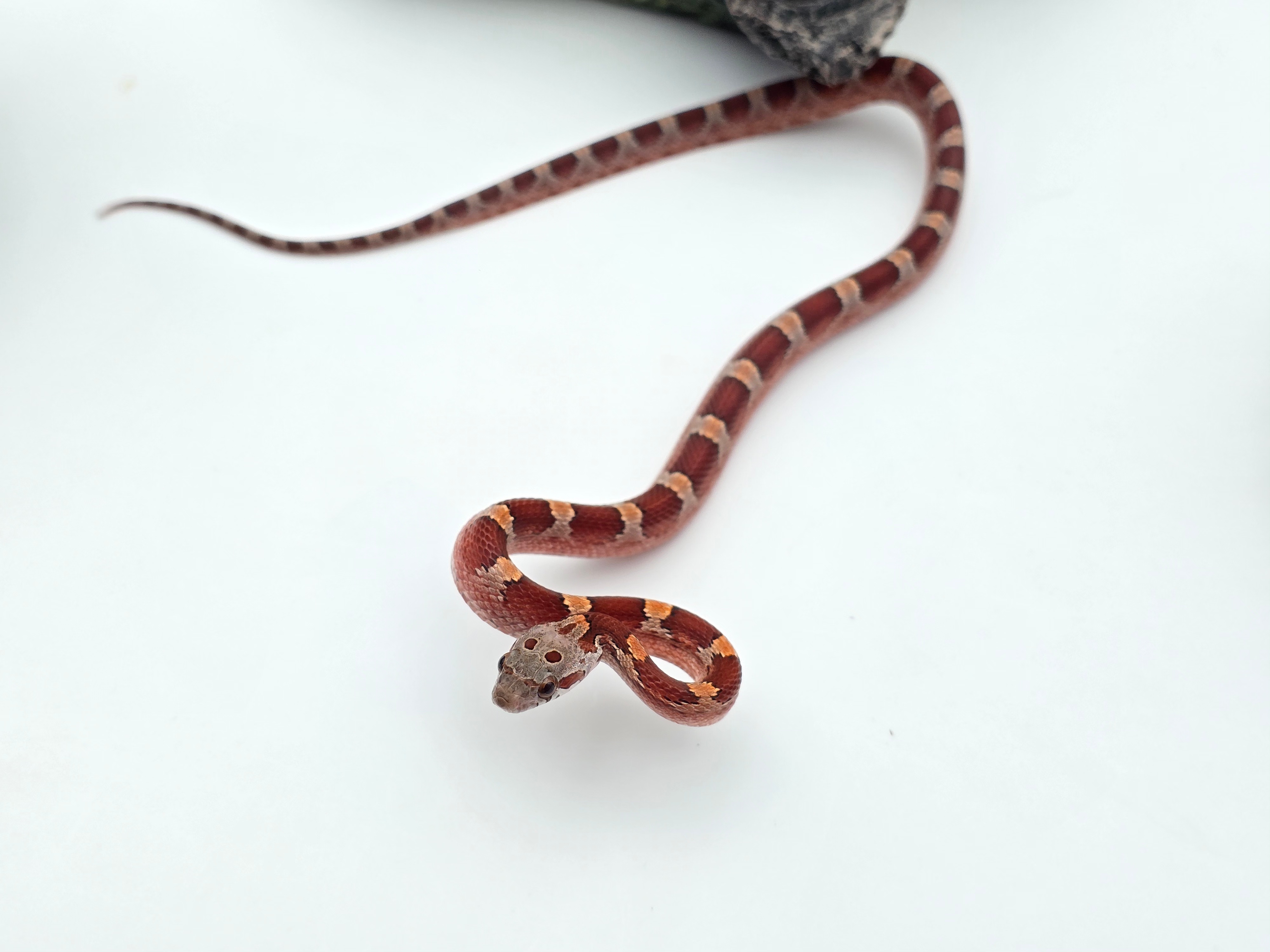 Pantherophis guttatus, jeune mÃ¢le nÃ© en 2025, "Bloodred piedside masque (low) 100% het.albinos hypo 33% het.anery motley" Nom : IFANO