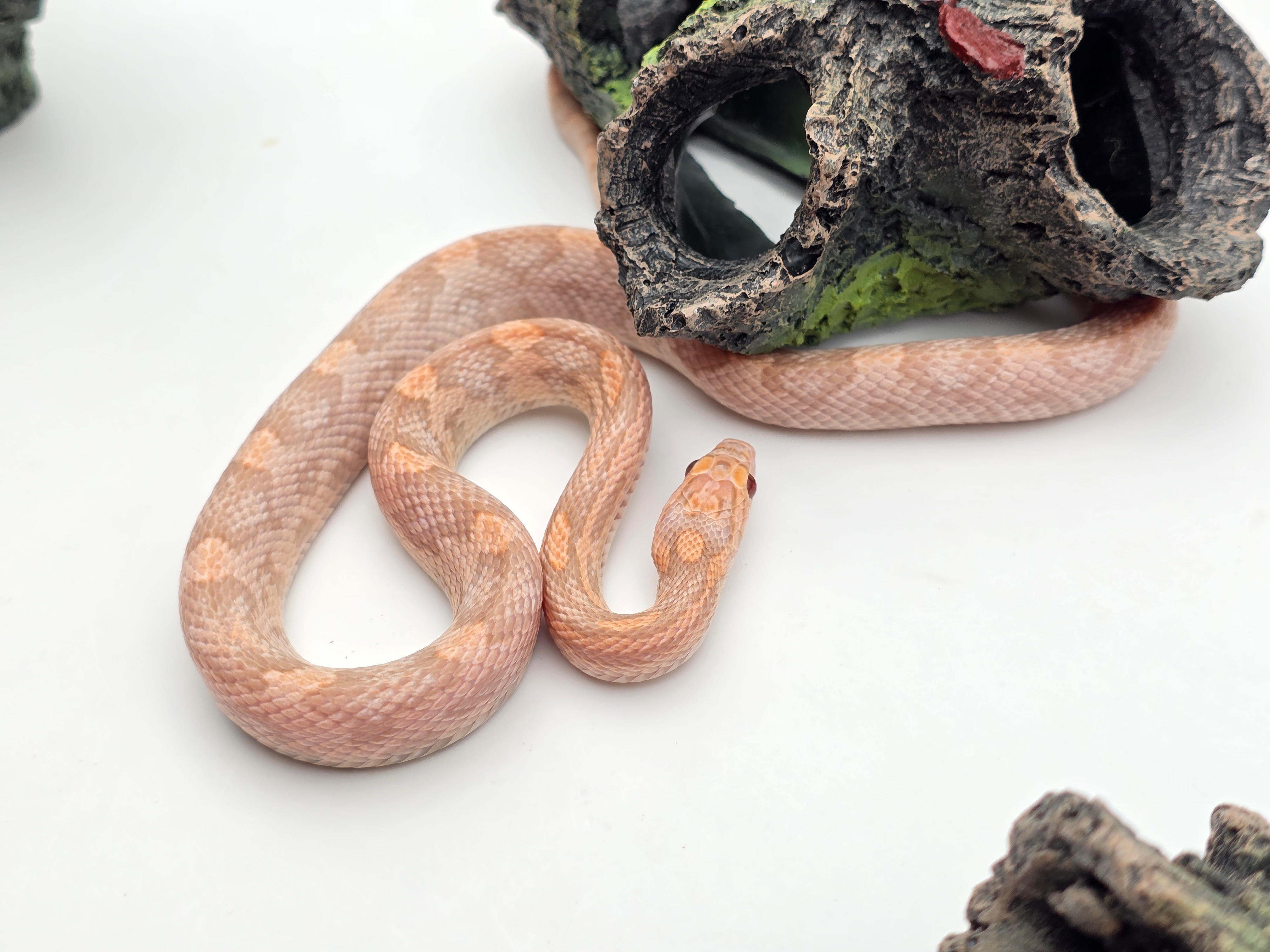 Pantherophis guttatus, jeune femelle nÃ©e en 2024, "Hypo lavender het.anery 66% het.blood 50% het.albinos" Nom : HAZI