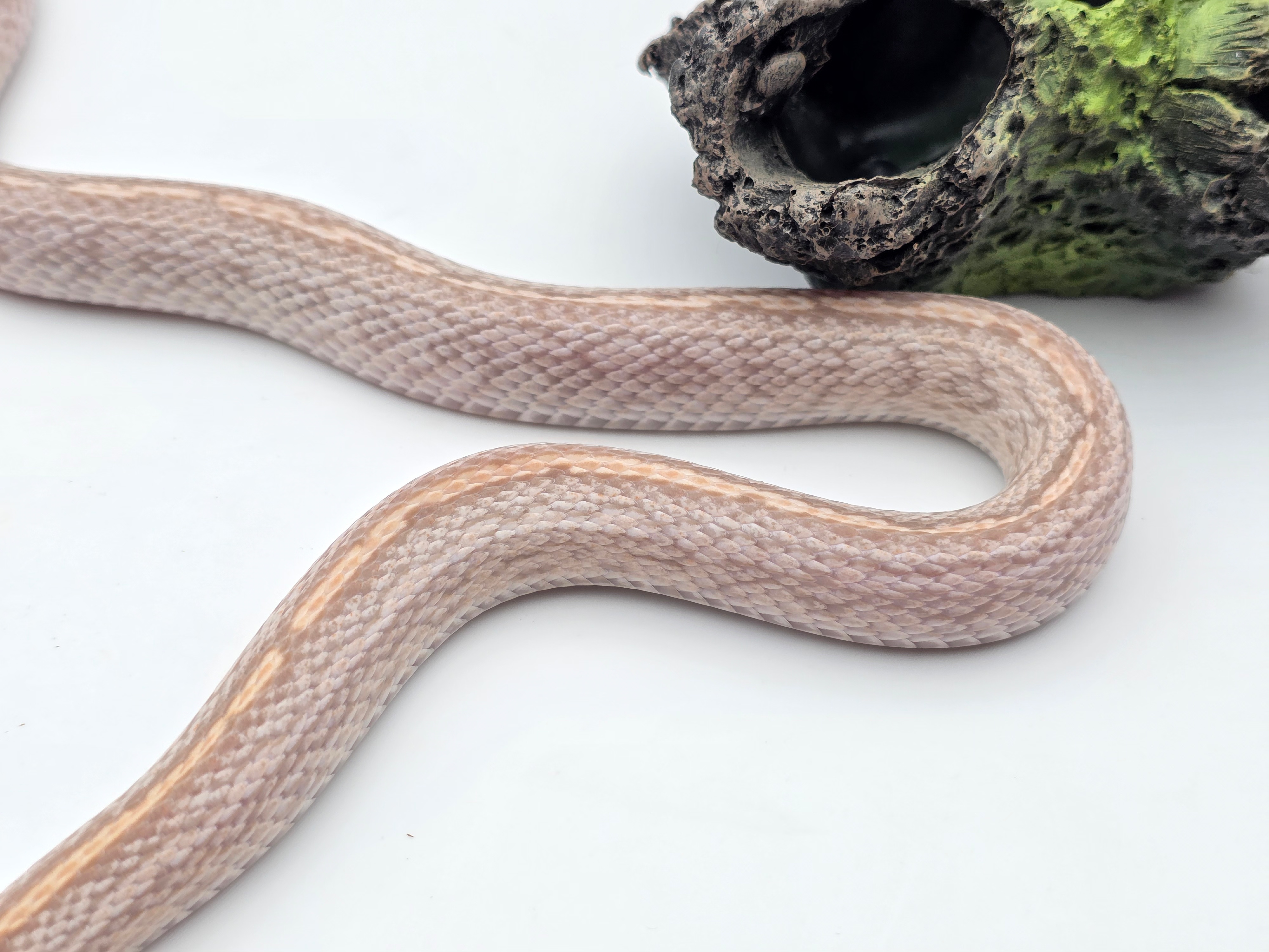 Pantherophis guttatus, jeune femelle nÃ©e en 2024, "Tessera hypo lavender het.anery 66% het.blood 50% het.albinos" Nom : KOZI