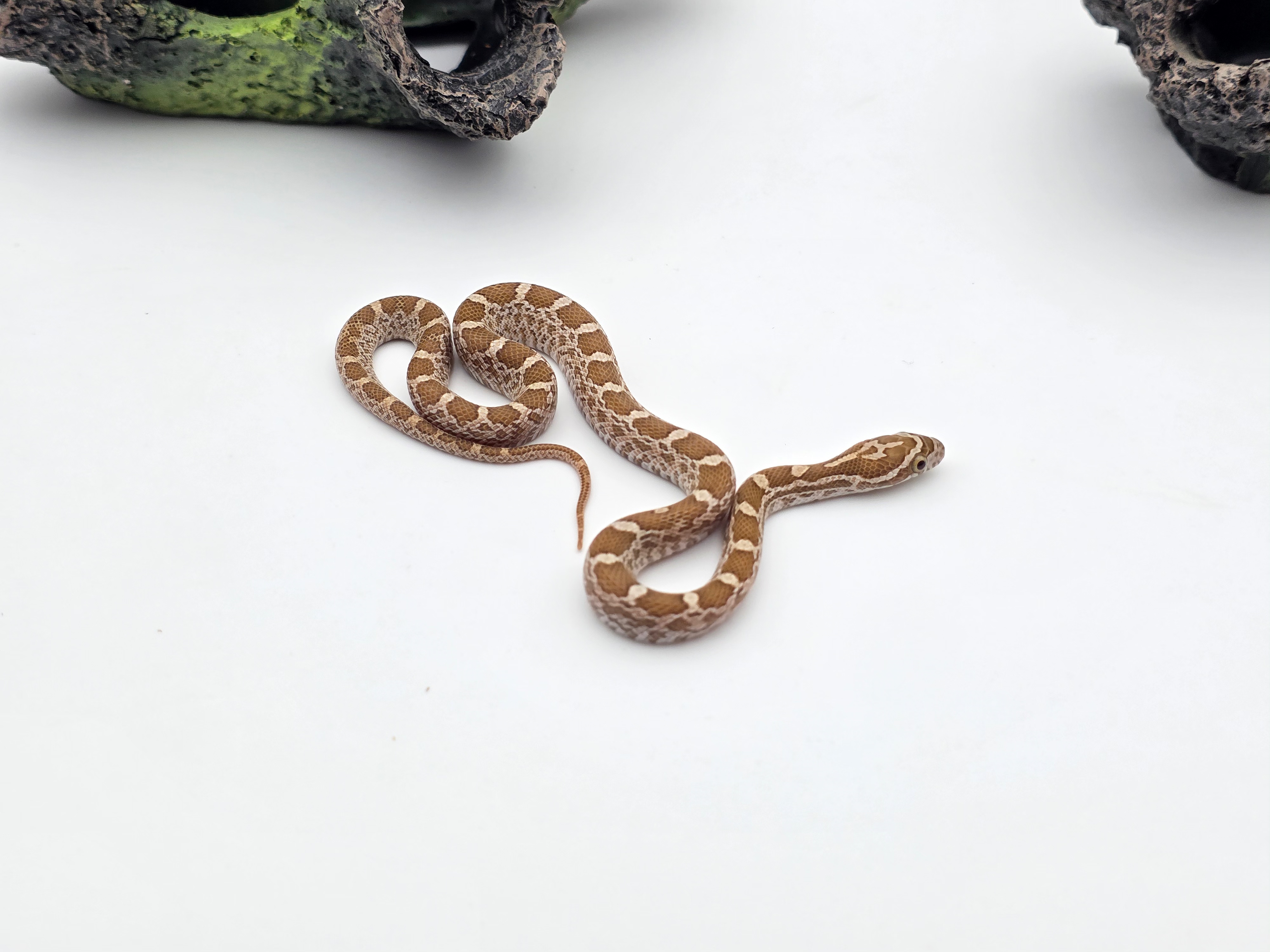 Pantherophis emoryi sp scaleless, jeune mÃ¢le nÃ© en 2025 Ã  l'Ã©levage, RARE "Emoryi ghost 66% het.scaleless motley 50% albinos 33% het.caramel" Nom/rÃ©fÃ©rence : AROGO