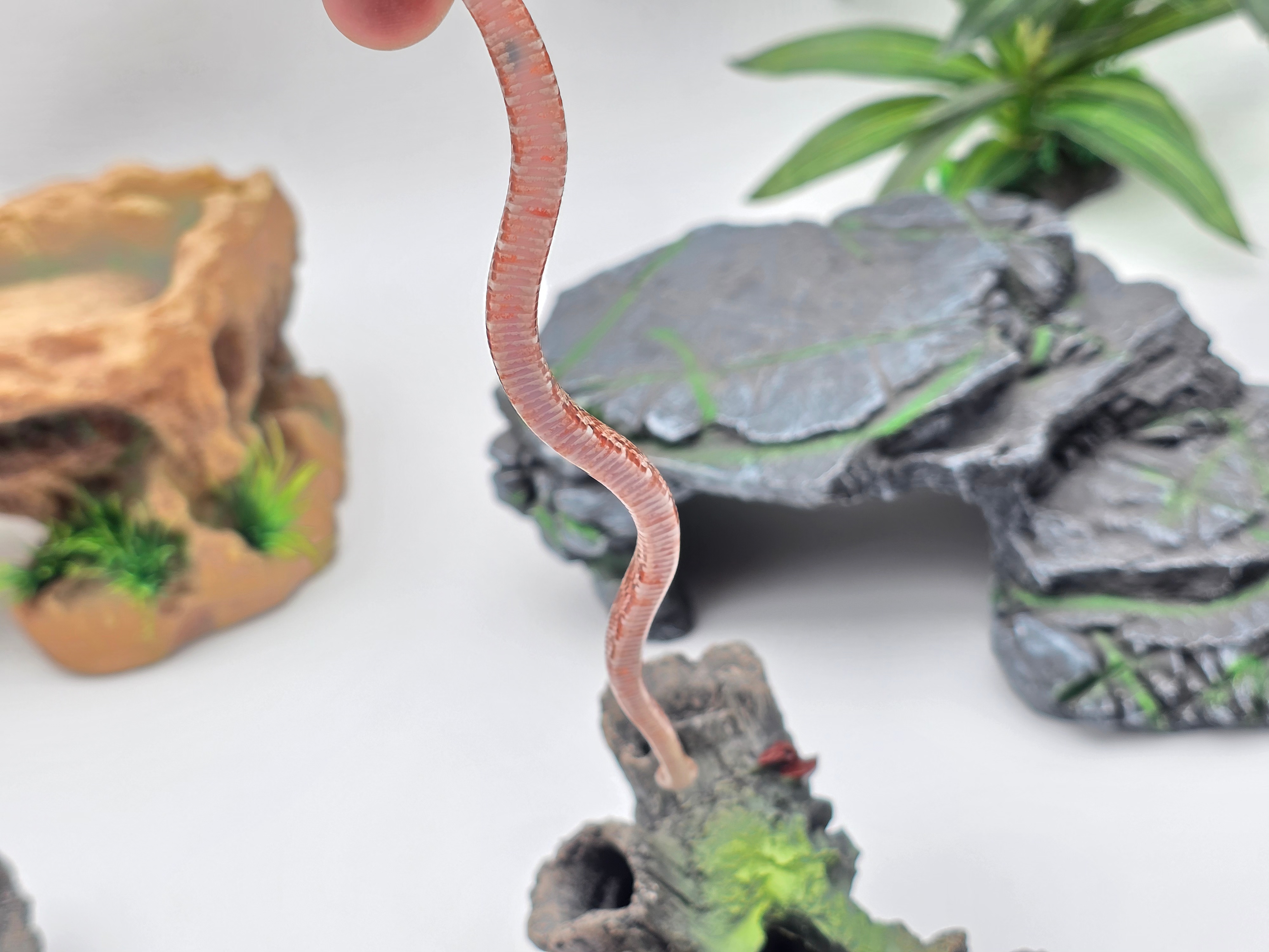 Pantherophis guttatus, jeune femelle nÃ©e en 2025, "Blood masque 100% het.albinos hypo piedside 33% het.anery motley" Nom : ORDA